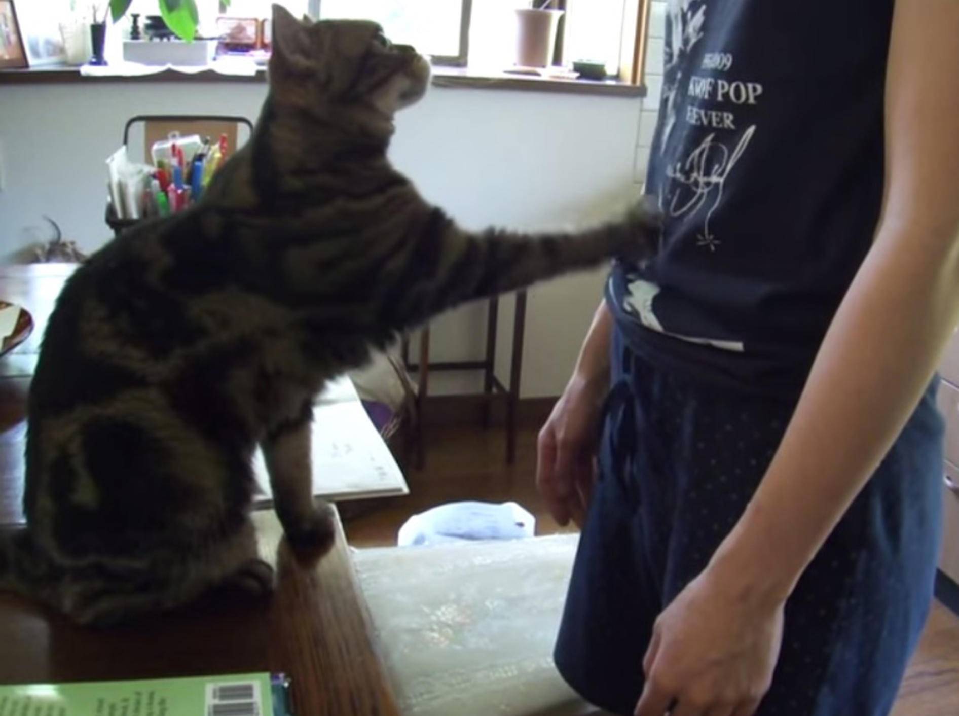 Süße Katze: "Hey streichel mich!" – Bild: Youtube / ienekosan8