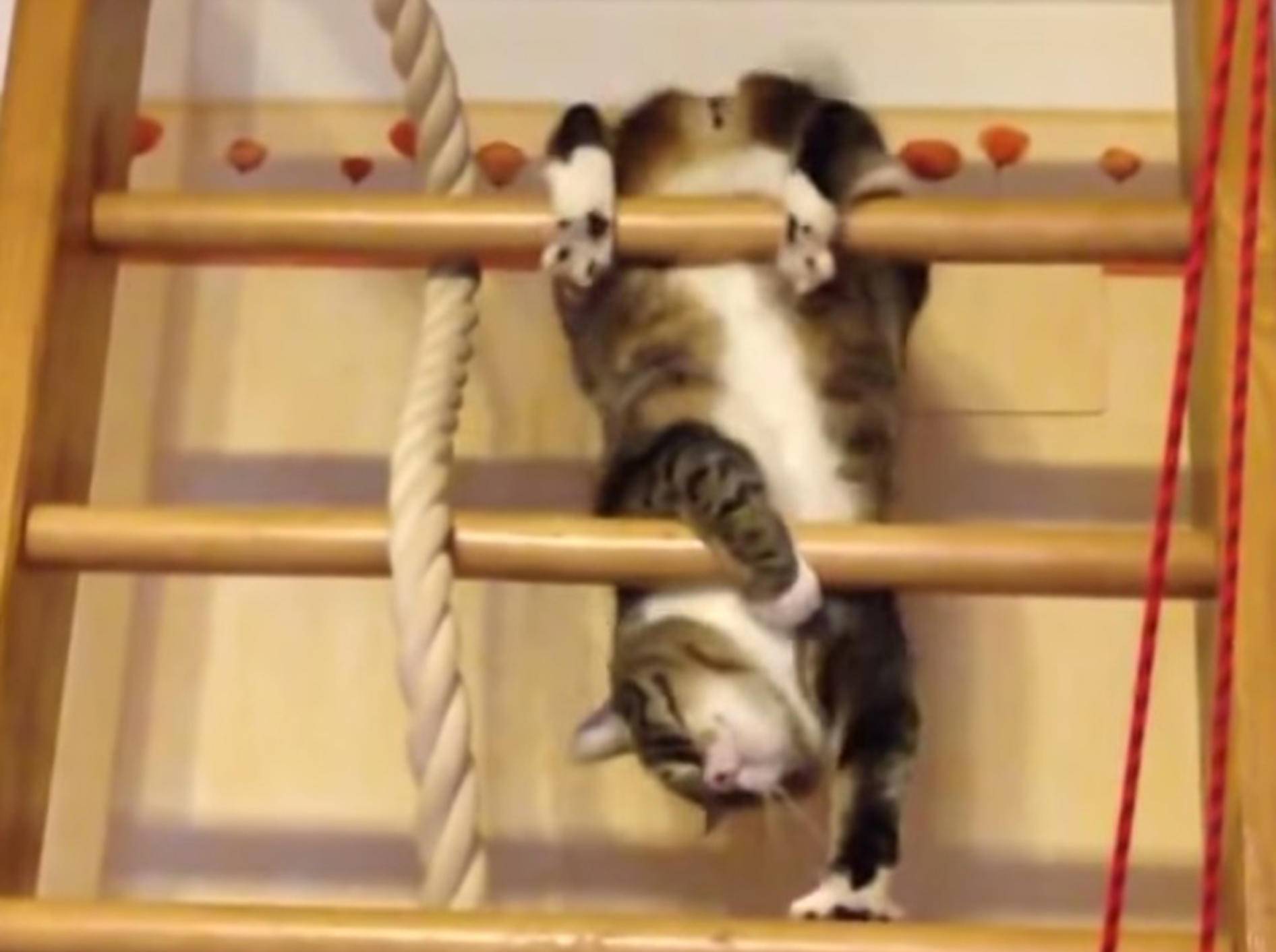 Tollpatschige Katze: Klettern für Anfänger – Bild: Youtube / Pavel Kostromitinov