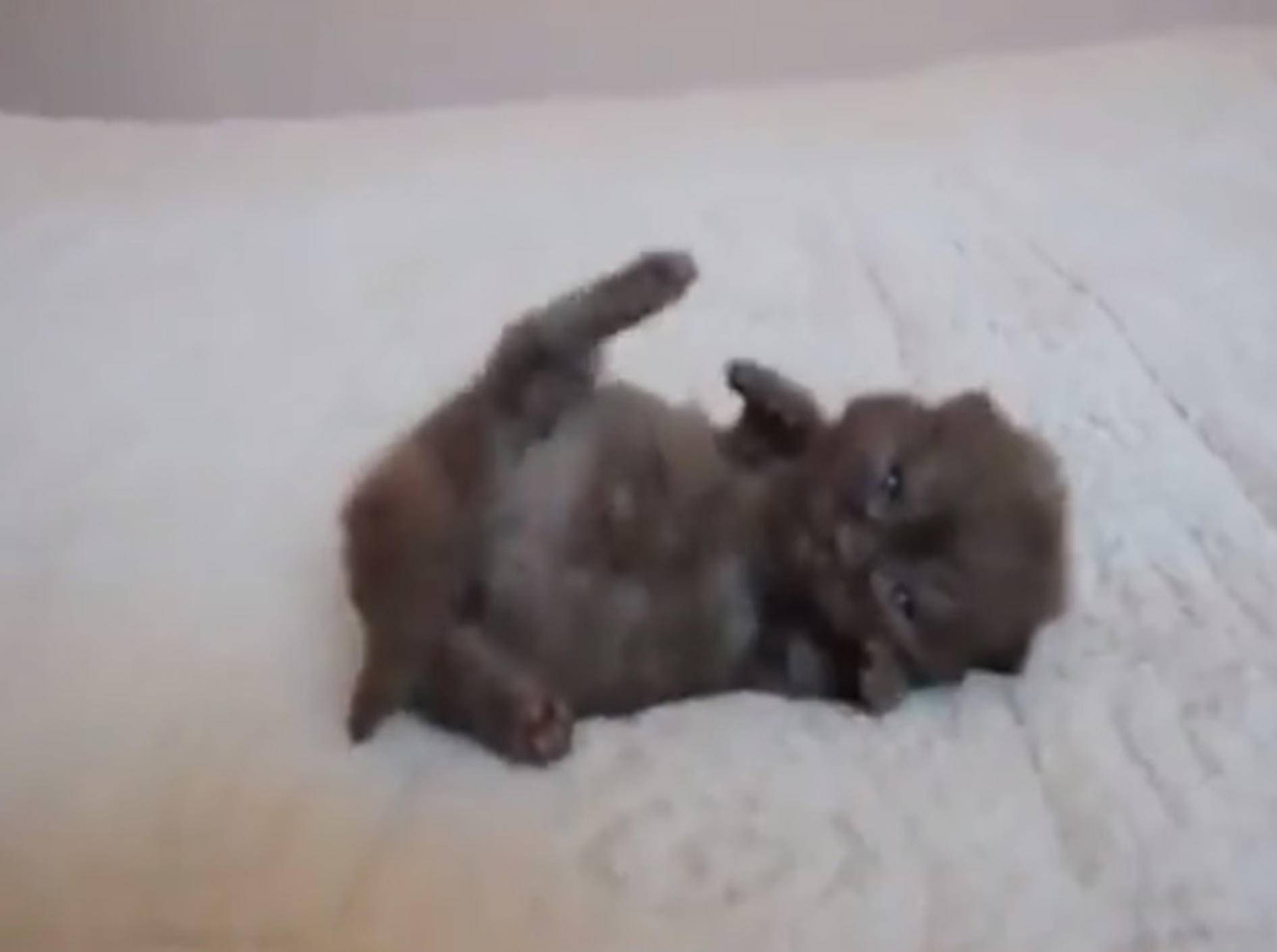 Das vielleicht süßeste Katzenbaby der Welt – Bild: Youtube / Alex Zhardanovsky