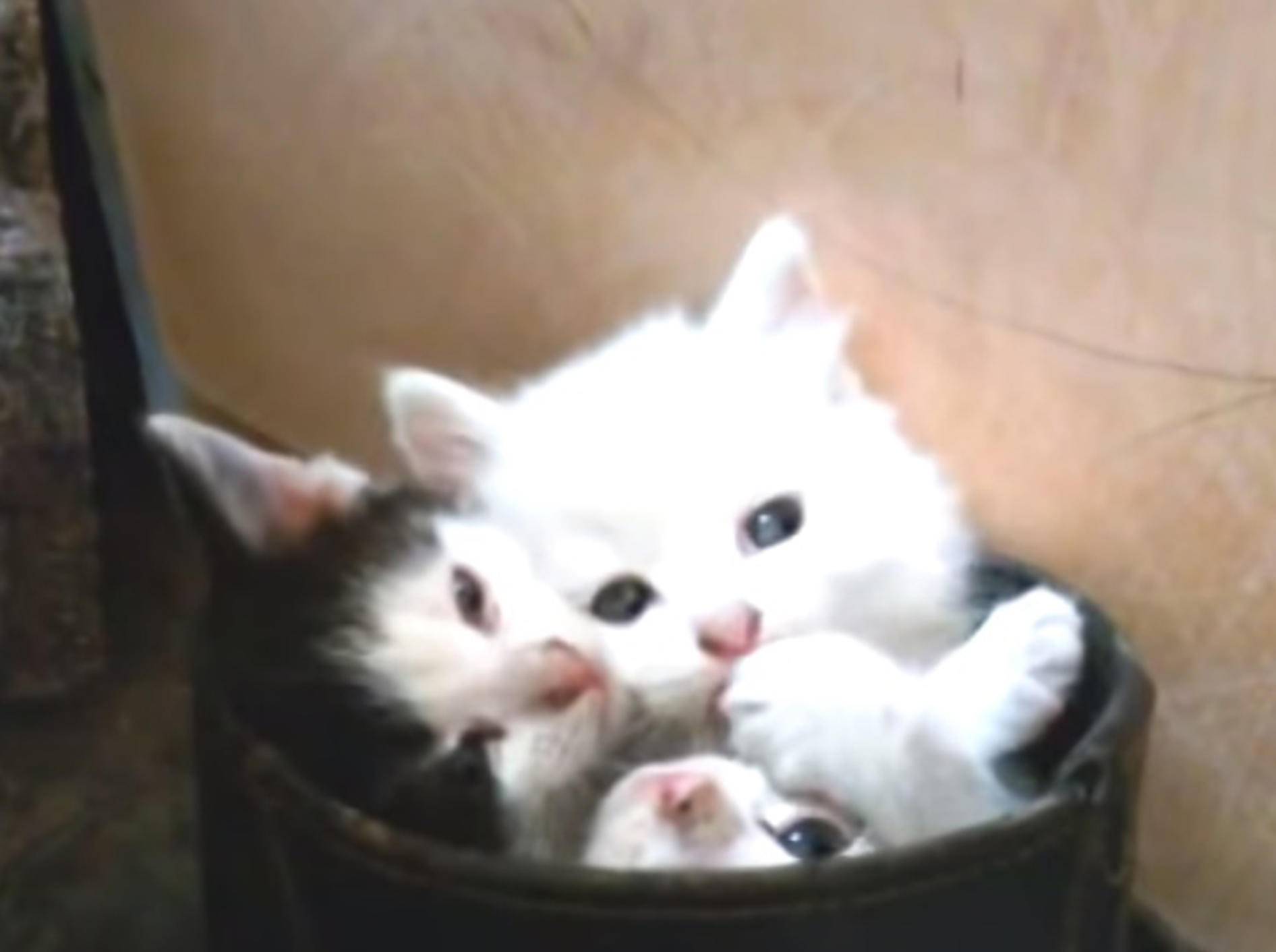 Drei gestiefelte Kätzchen – Bild: Youtube / ignoramusky