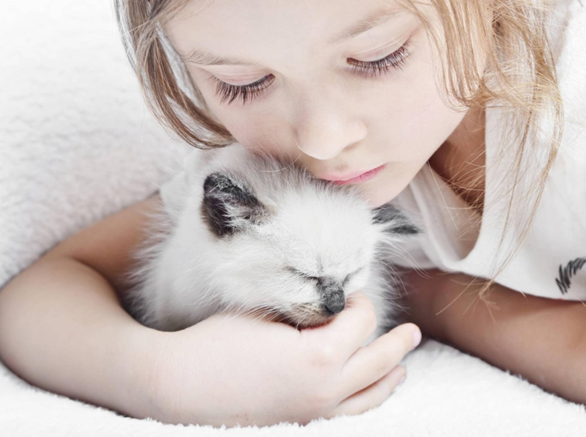 Ragdolls gehören zu den idealen Katzenrassen für Kinder – Bild: Shutterstock / gurinaleksandr