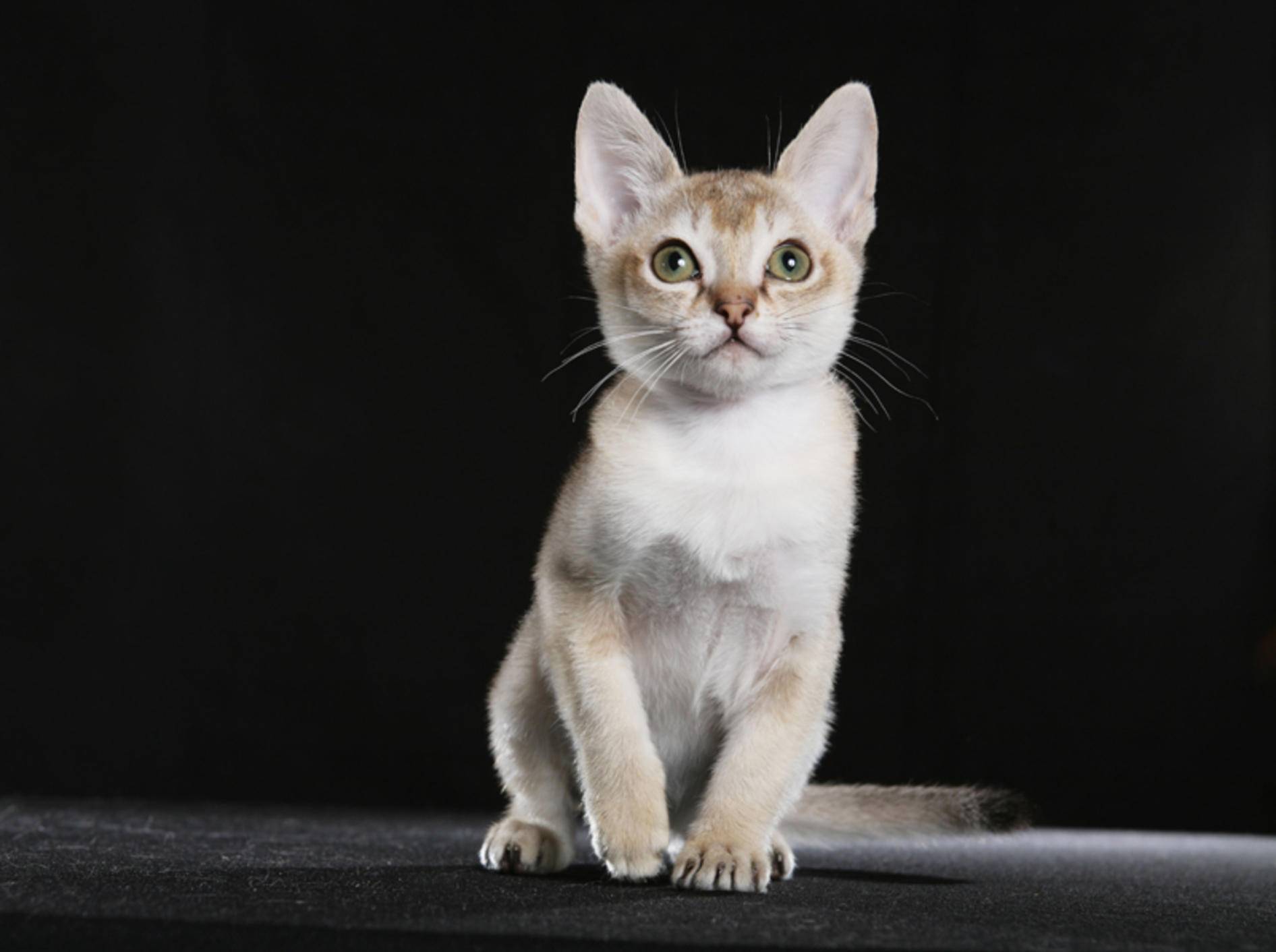 Kleine Katzenrassen: Die Singapura-Katze gehört dazu – Bild: Shutterstock / Krissi Lundgren