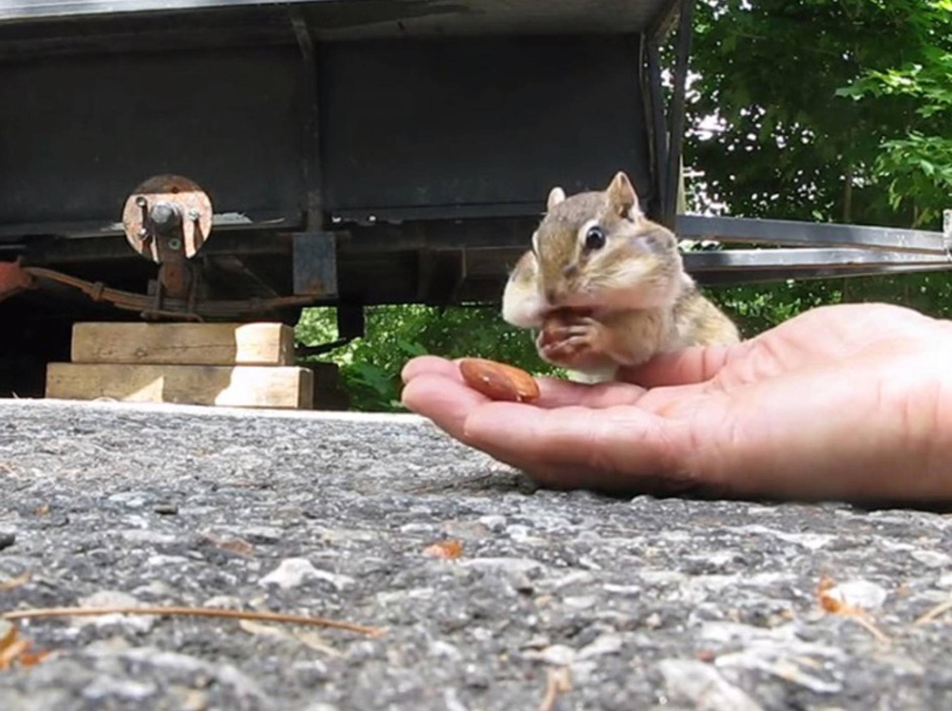 Putziges Streifenhörnchen sorgt vor – Bild: Youtube / Rumble Viral