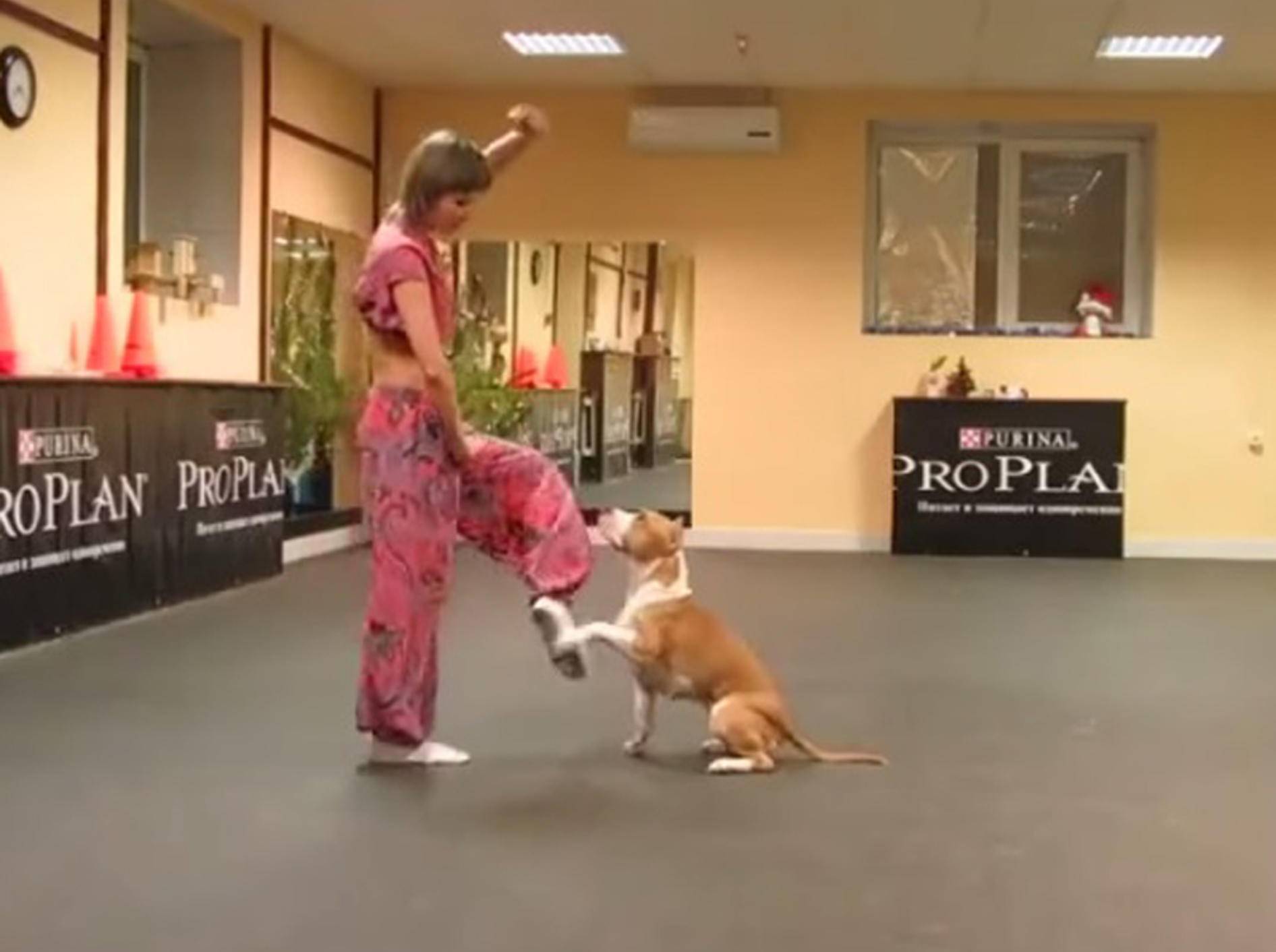 "Und Schritt!": Tanzstunde mit süßem Hund – Bild: Youtube / Alex Zhardanovsky