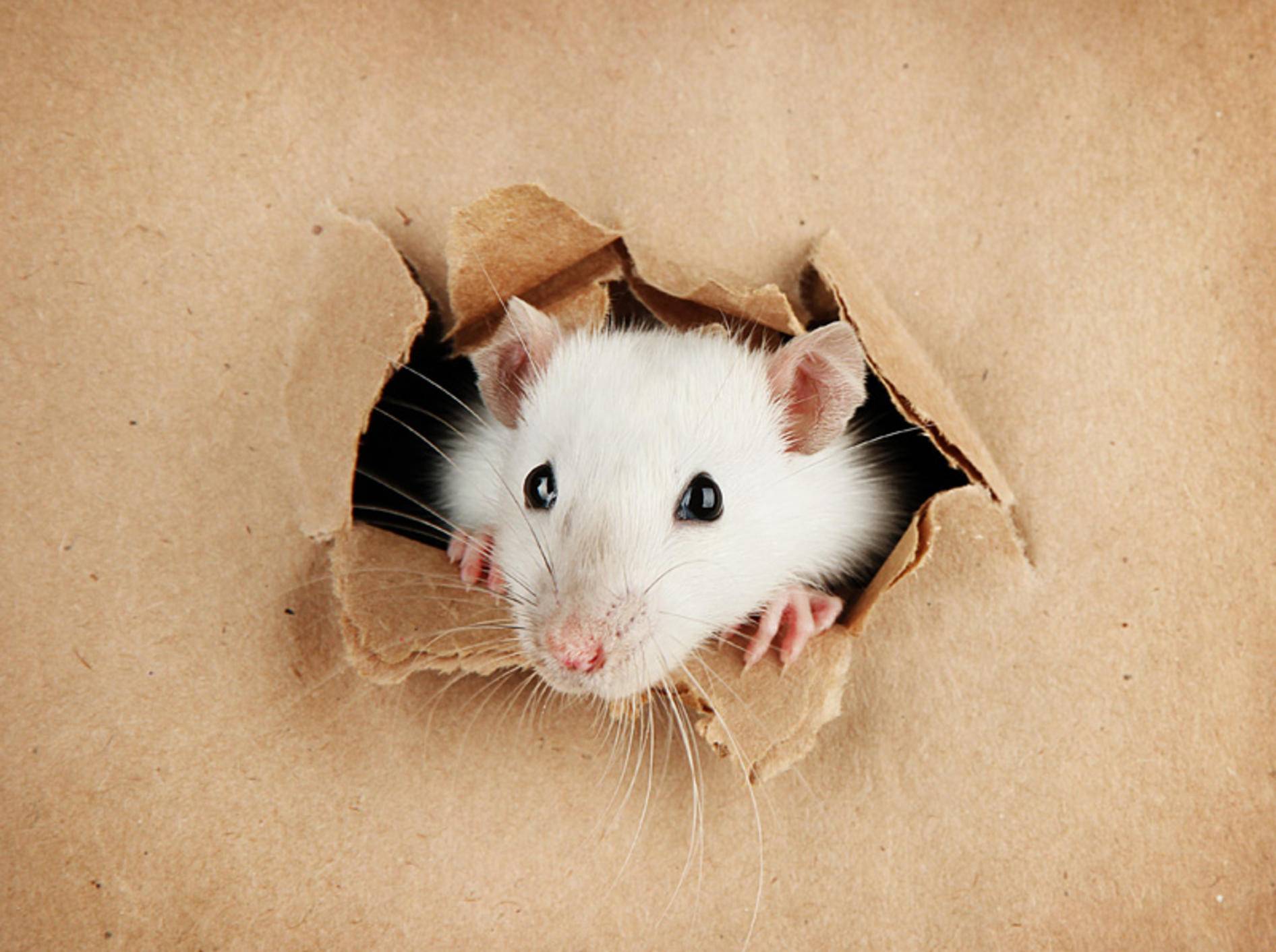 Kuckuck, kleine Maus! – Bild: Shutterstock / Africa Studio