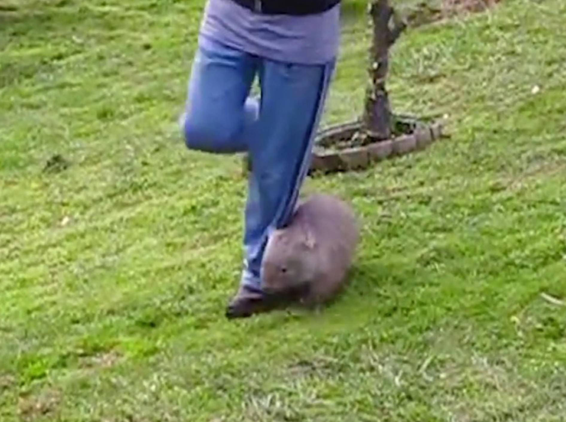 Süße Wombats machen sich nützlich – Bild: Youtube / Wakaleo