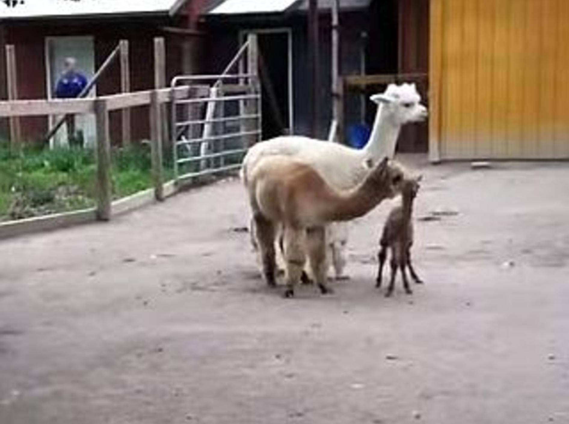 Baby-Alpaka lernt Laufen – Bild: Youtube / Saginaw Zoo