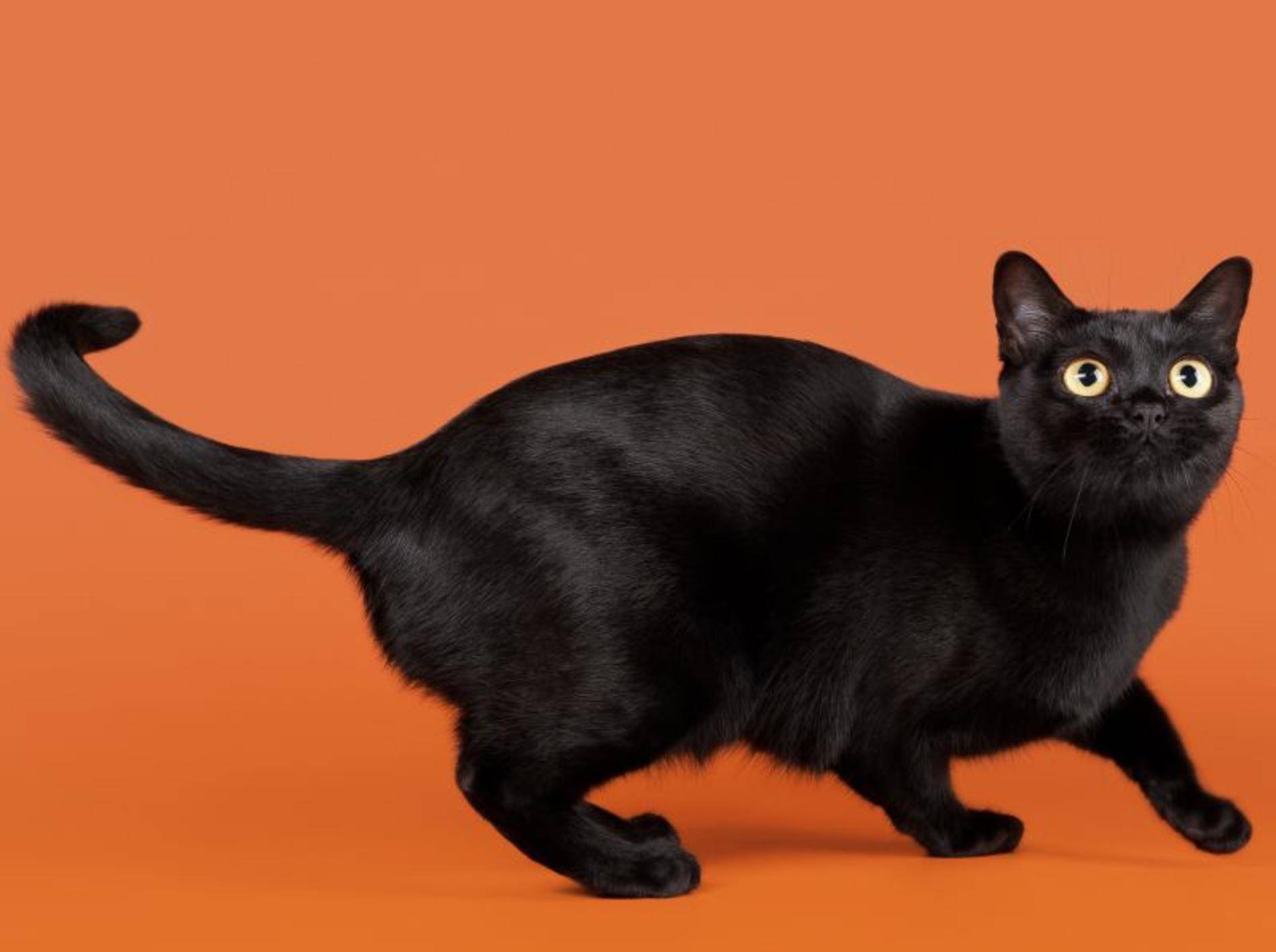 Die Bombay-Katze ist zwar klein, aber muskulös – Bild: Shutterstock / dien