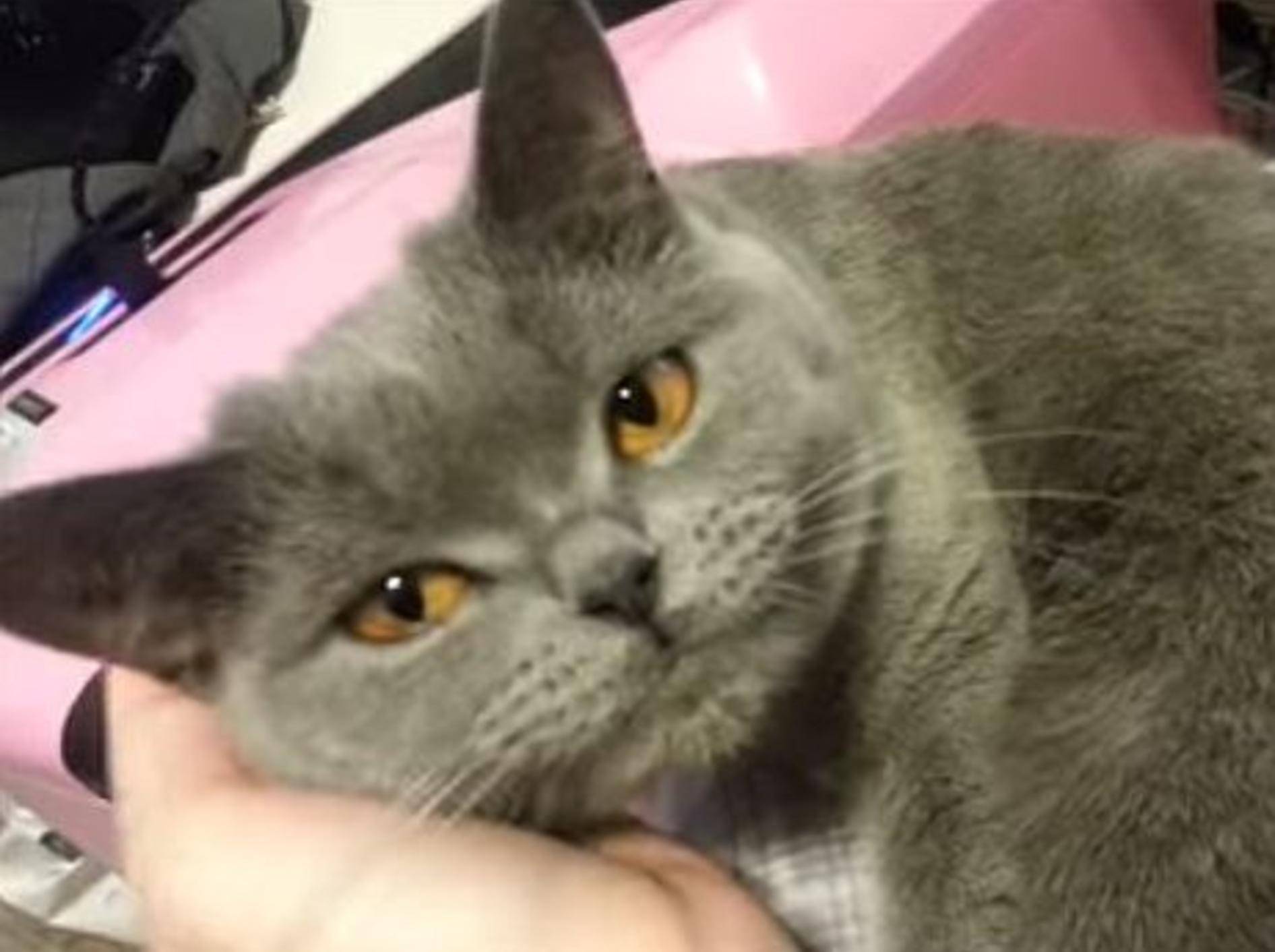 Kuschel, maunz – eine süße Britisch Kurzhaar Katze – Bild: Youtube / TineSama