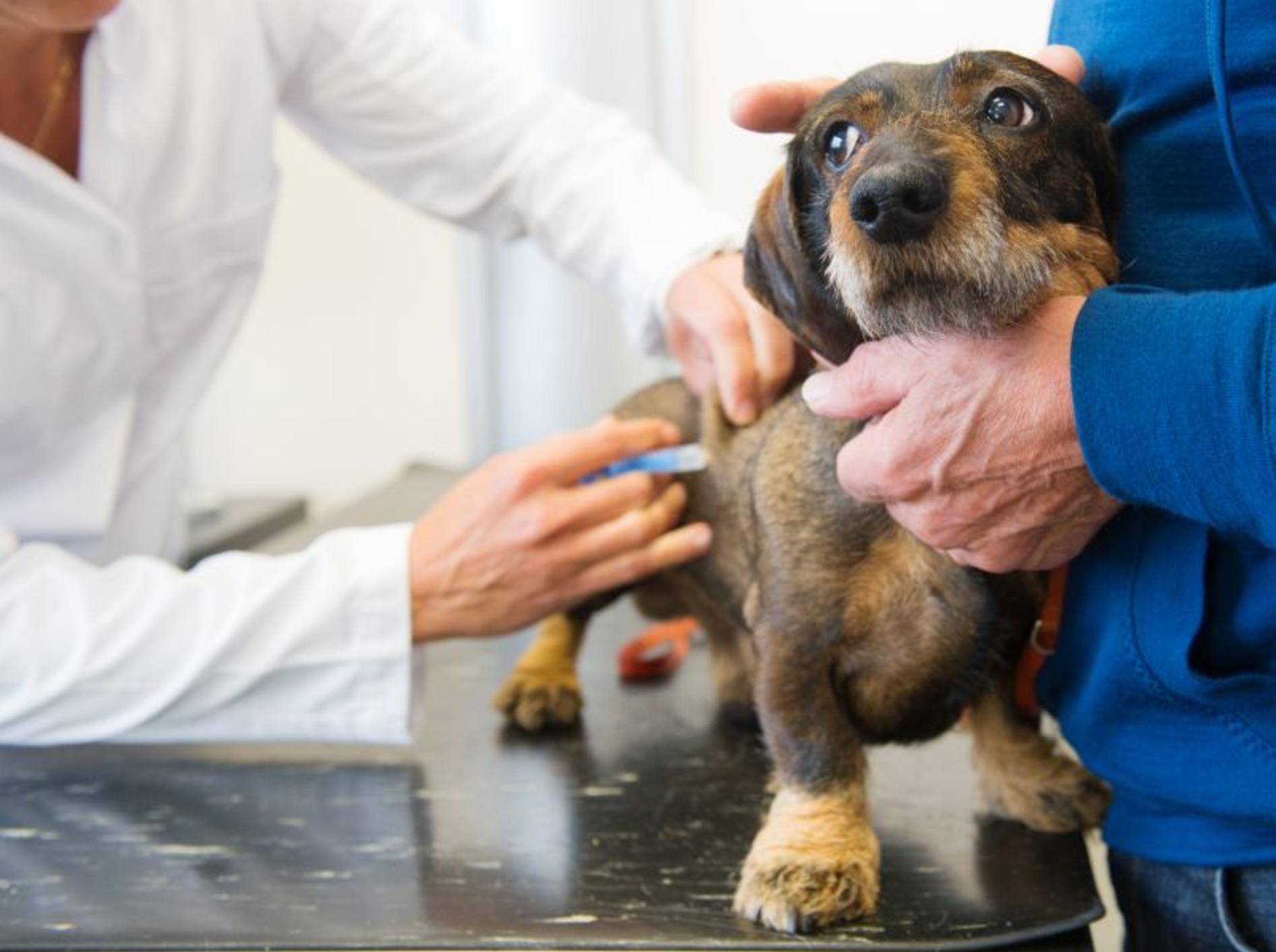 Dackellähme sollte so schnell wie möglich vom Tierarzt behandelt werden – Bild: Shutterstock / Ivonne Wierink