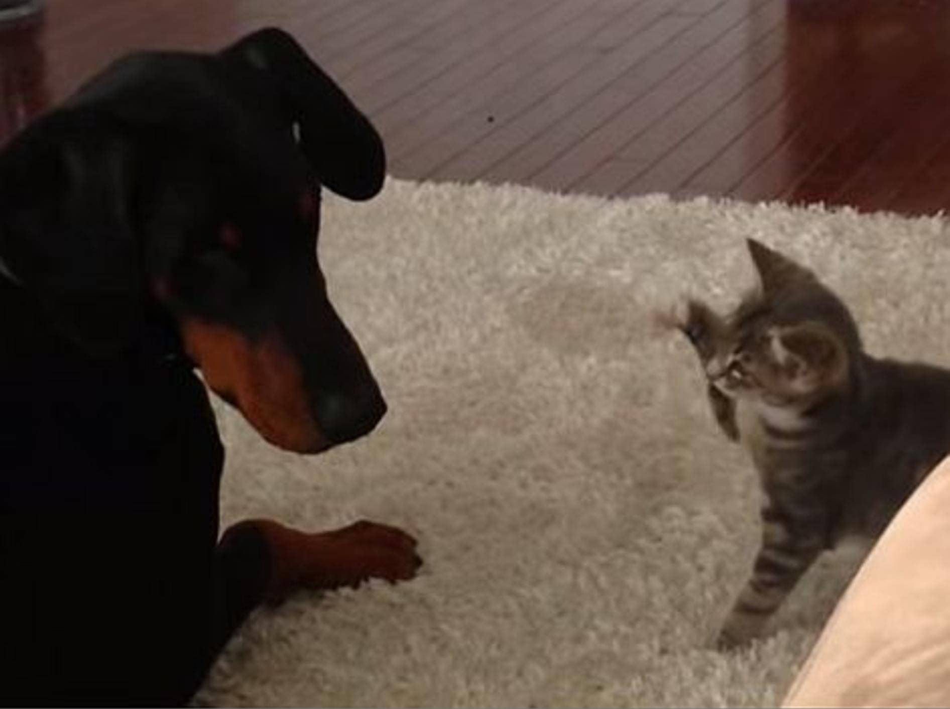 Ninja-Kätzchen versucht Hund zu beeindrucken – Bild: Youtube / Barcroft TV