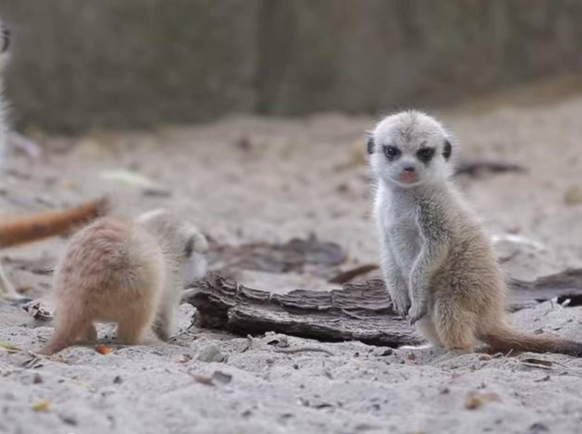 So süß sind Erdmännchenbabys! – Bild: Youtube / Toledo Zoo