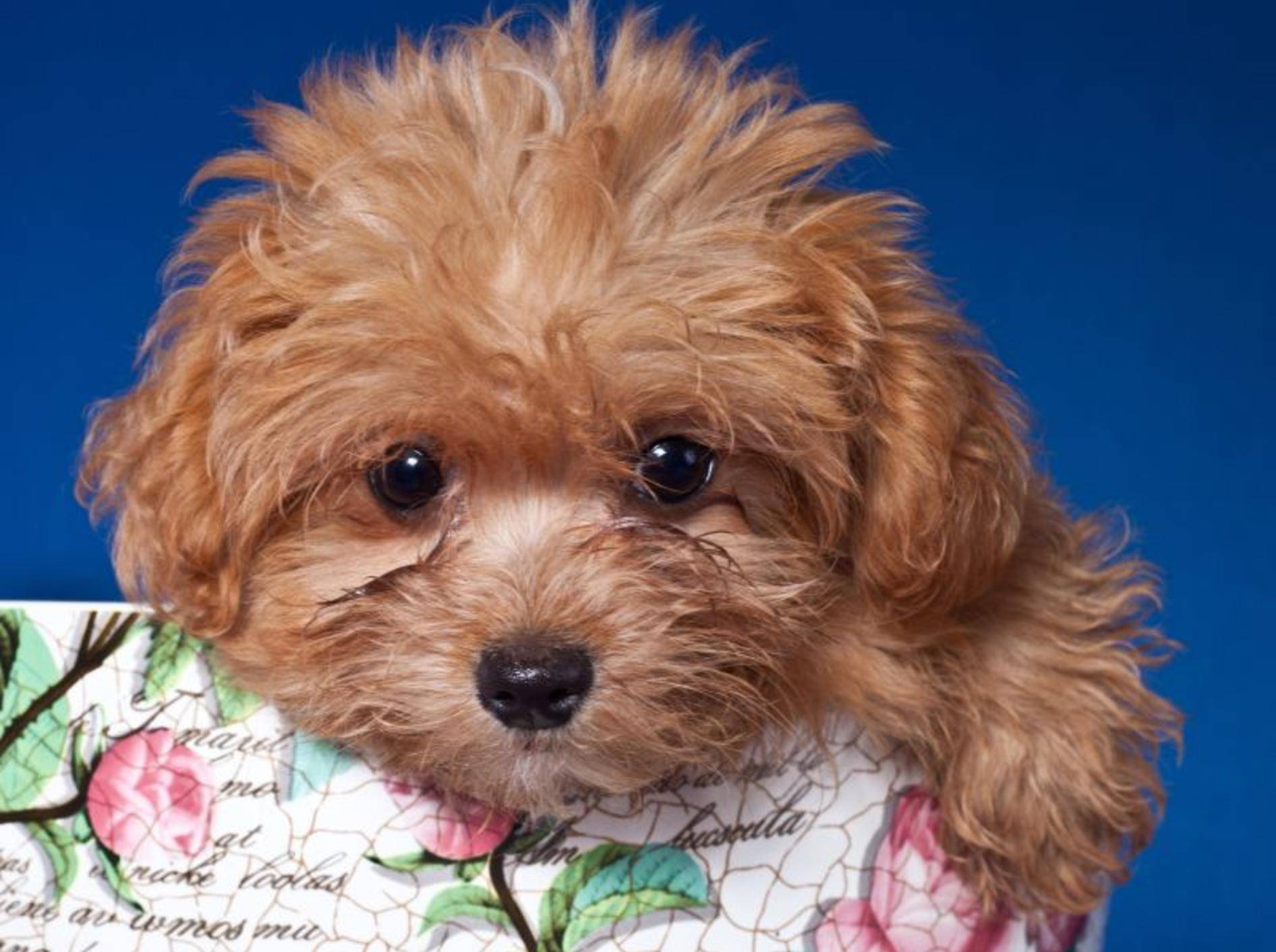 Der Bolonka Zwetna ist ein richtiger kleiner Familienhund – Bild: Shutterstock /Bildagentur Zoonar GmbH