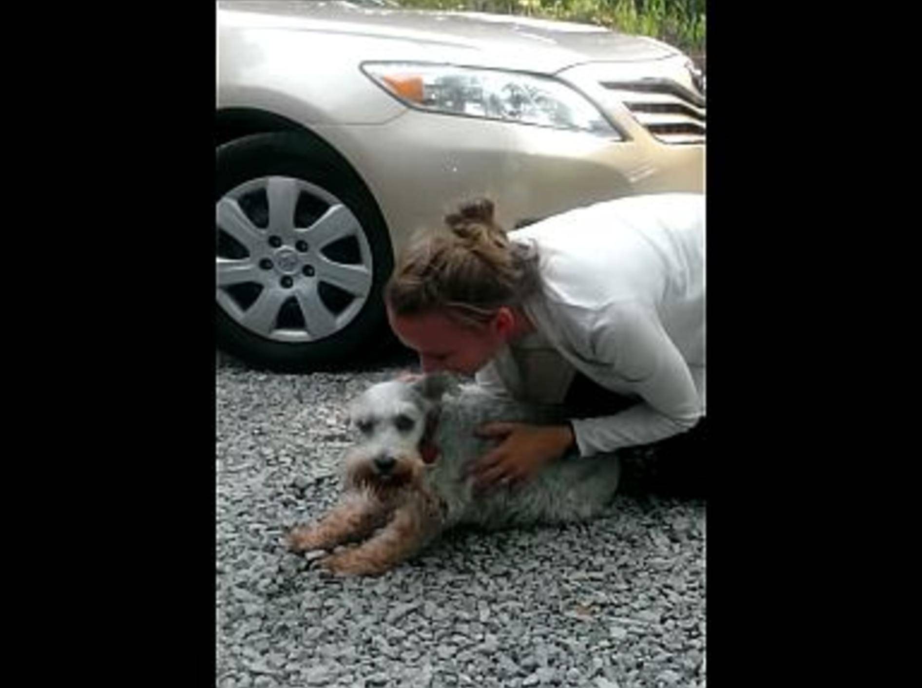 Tierisch freudiges Wiedersehen mit einem Hund – Bild: Youtube / Rebecca Ehalt