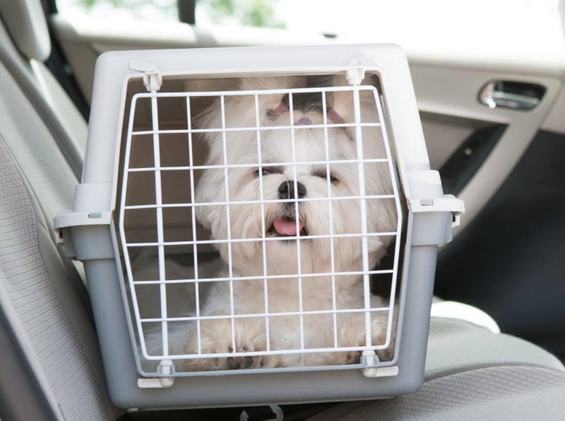Transportboxen für Hunde – Bild: Shutterstock / Monika Wisniewska