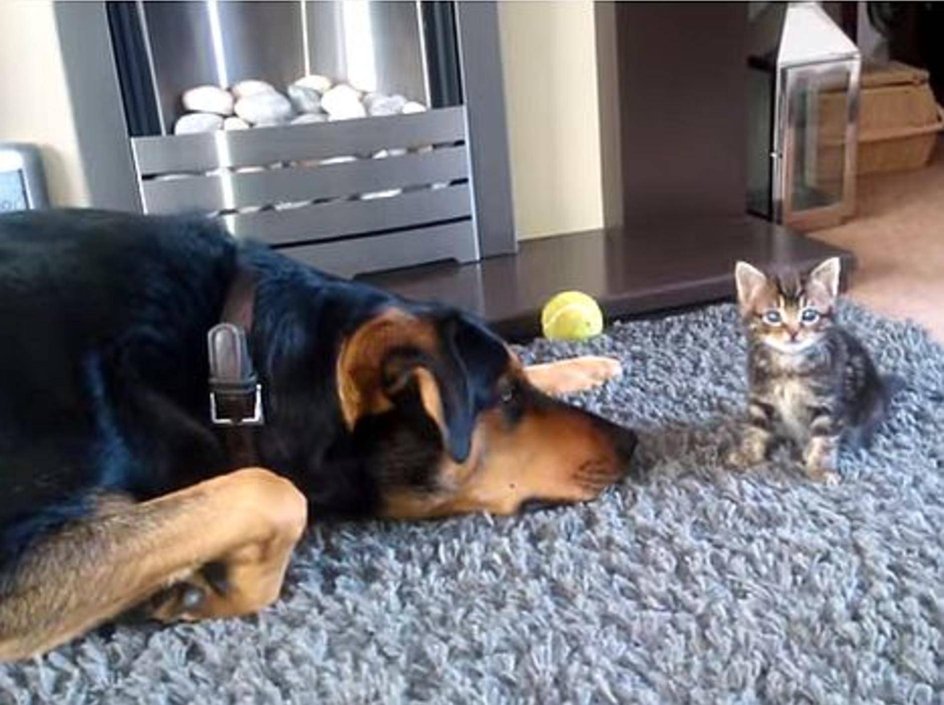 Großer Hund vs. winziges Katzenbaby: Spielen? – Bild: Youtube / 21Woburn