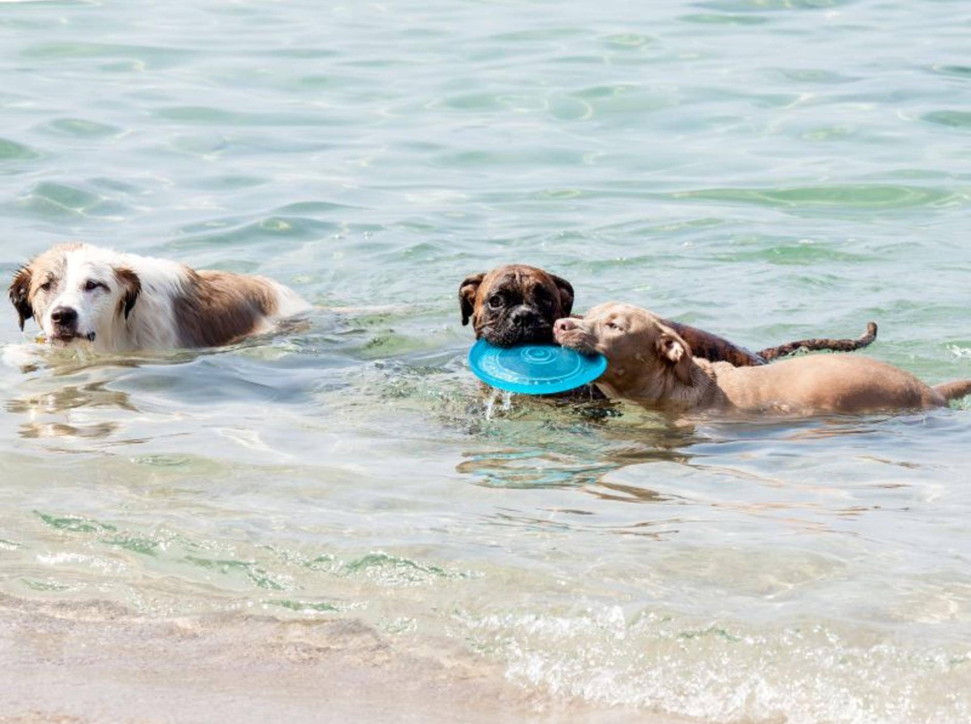 Hundespielzeug, das schwimmen kann – Bild: Shutterstock / maratr