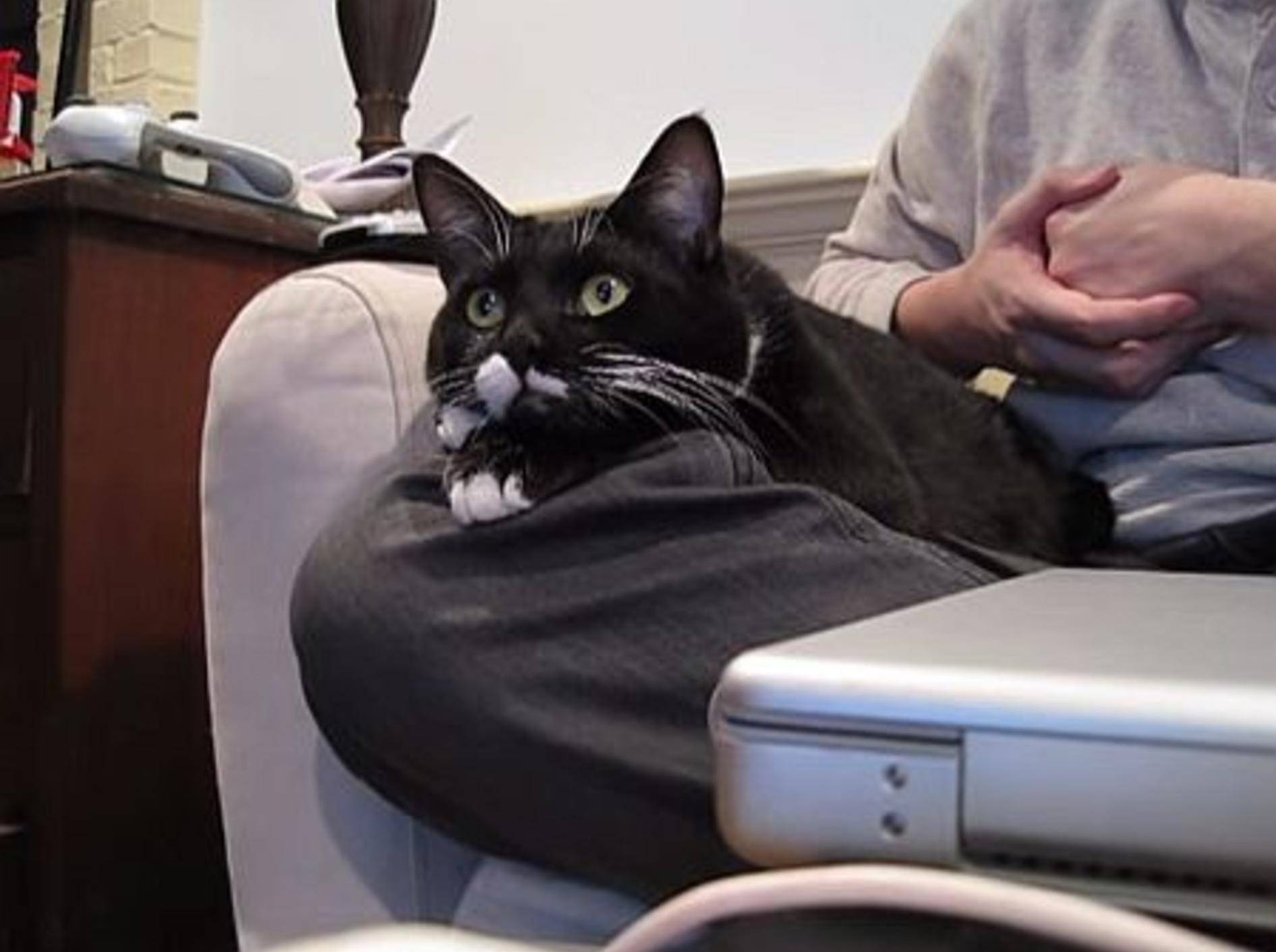 Fernsehabend mit einer Katze – Bild: Youtube / steelfaerie's channel