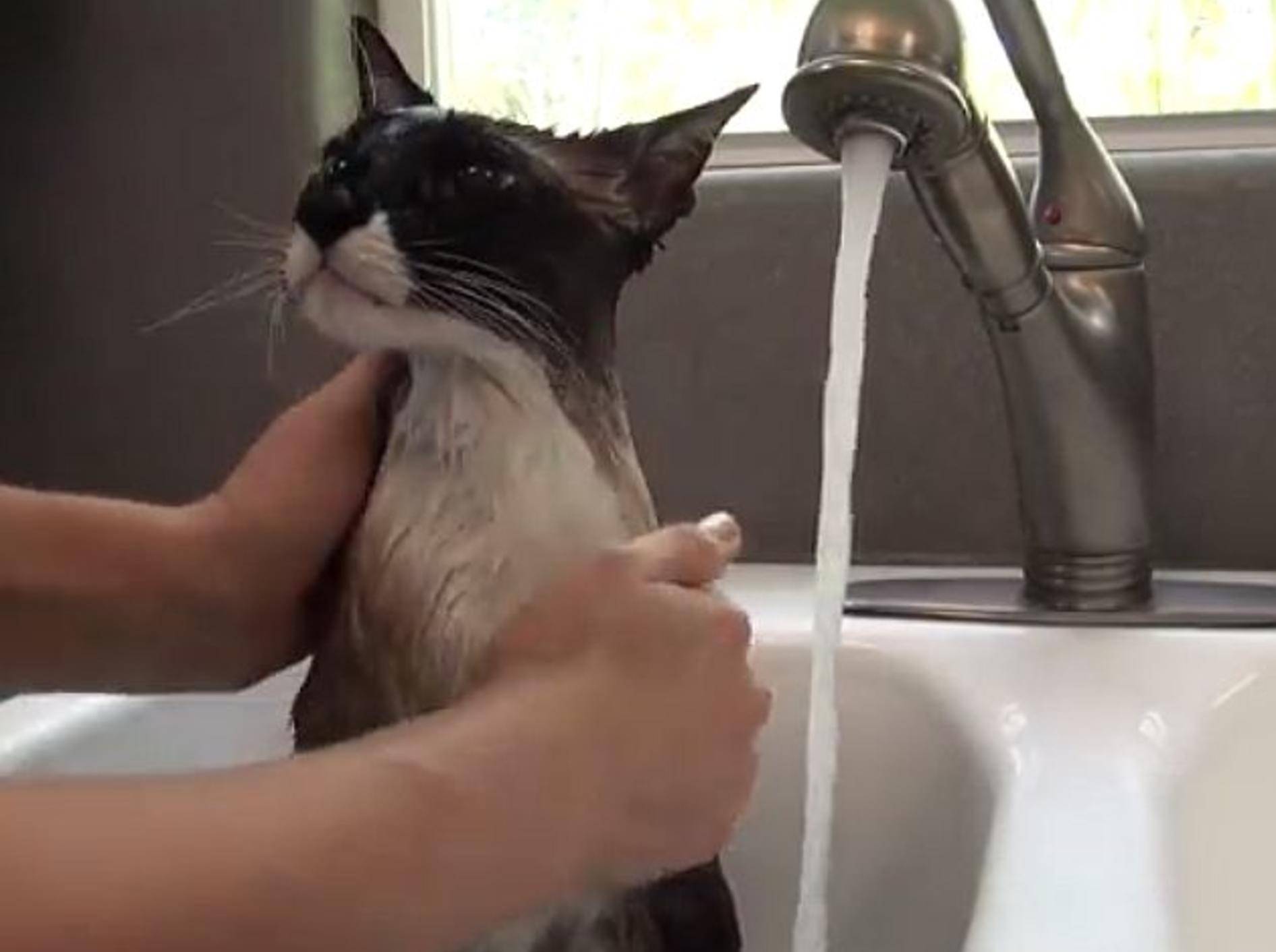 Nicht alle Katzen sind wasserscheu! – Bild: Youtube / TexasGirly1979