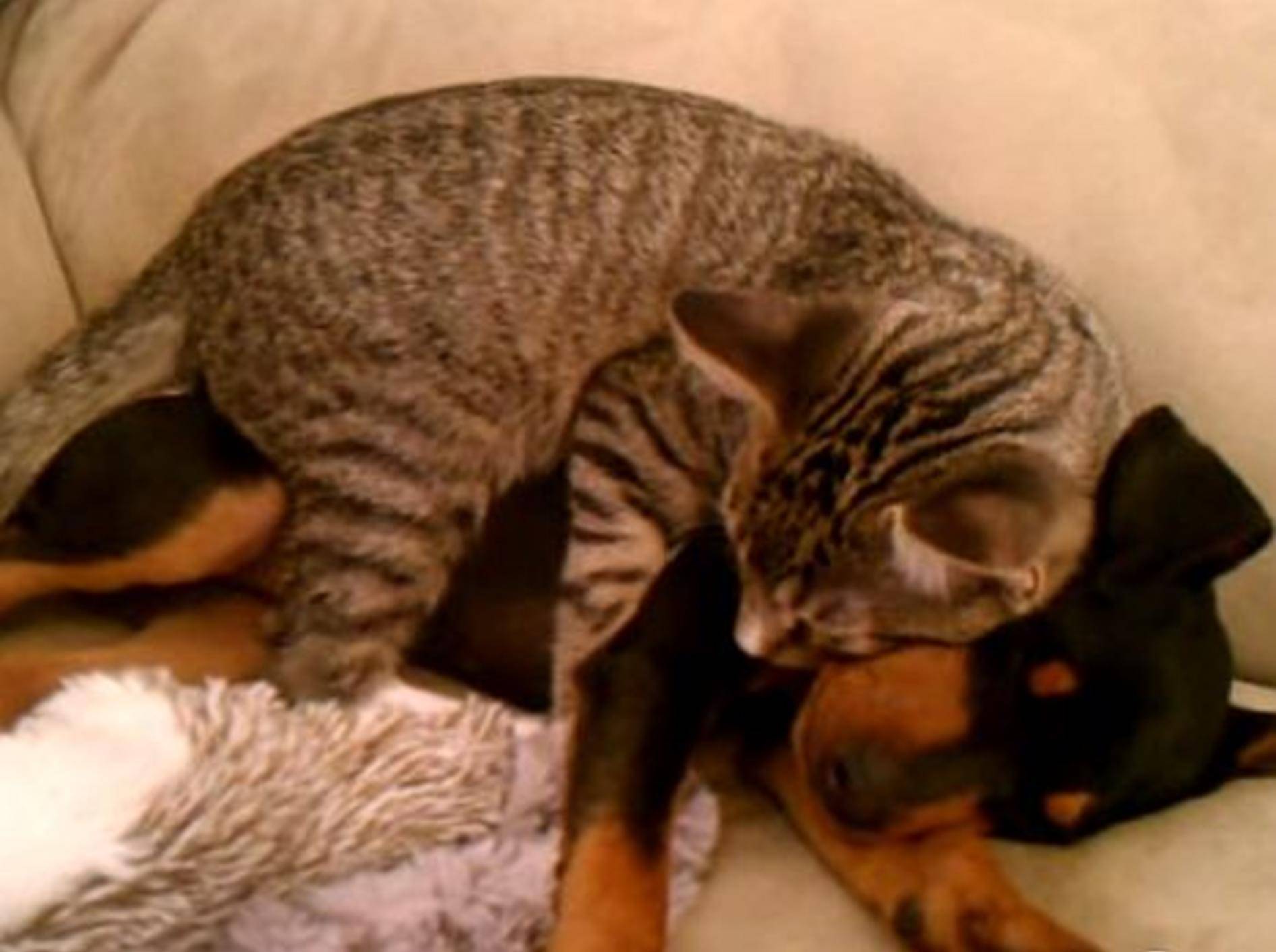 Tigerkätzchen pflegt seinen kranken Freund – Bild: Youtube / fesadrs