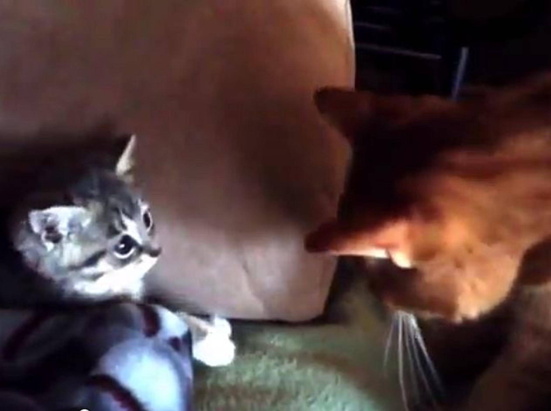 Kätzchen "Peeps" findet ein neues Zuhause – Bild: Youtube / SAMJANESPERRY