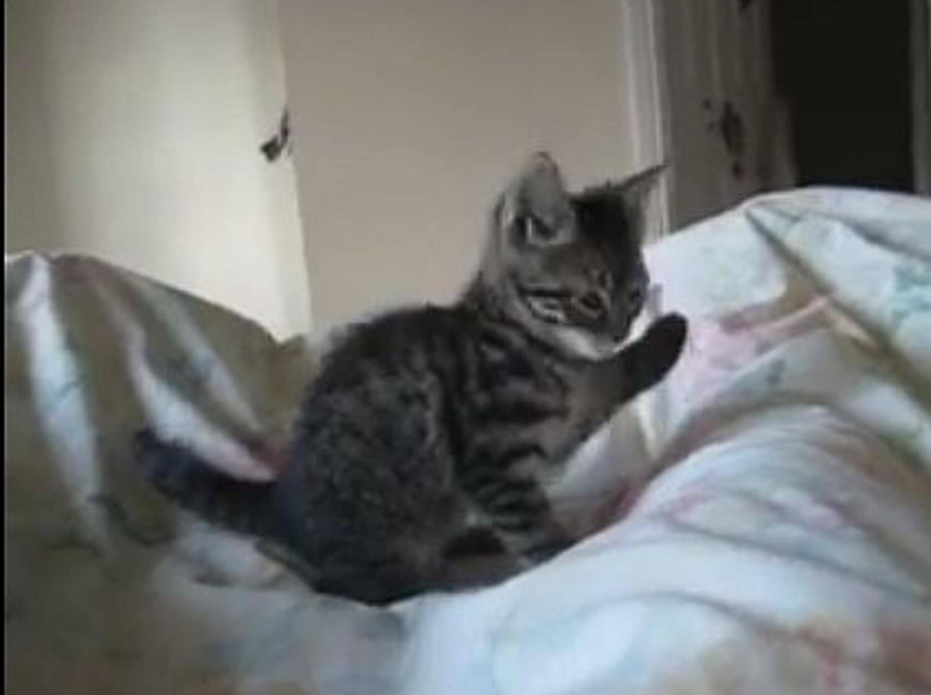 Katzenbaby Pringles: Aufstehen, es ist sechs!!! – Bild: Youtube / MckenziE9x