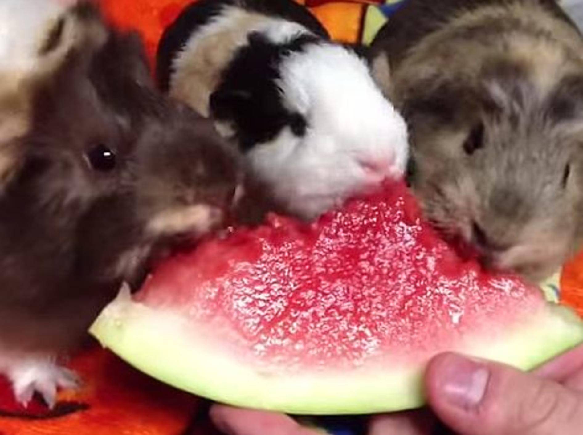 Meerschweinchen-Kumpels: Lecker, Wassermelone!!! –Bild: Youtube / Lydia B