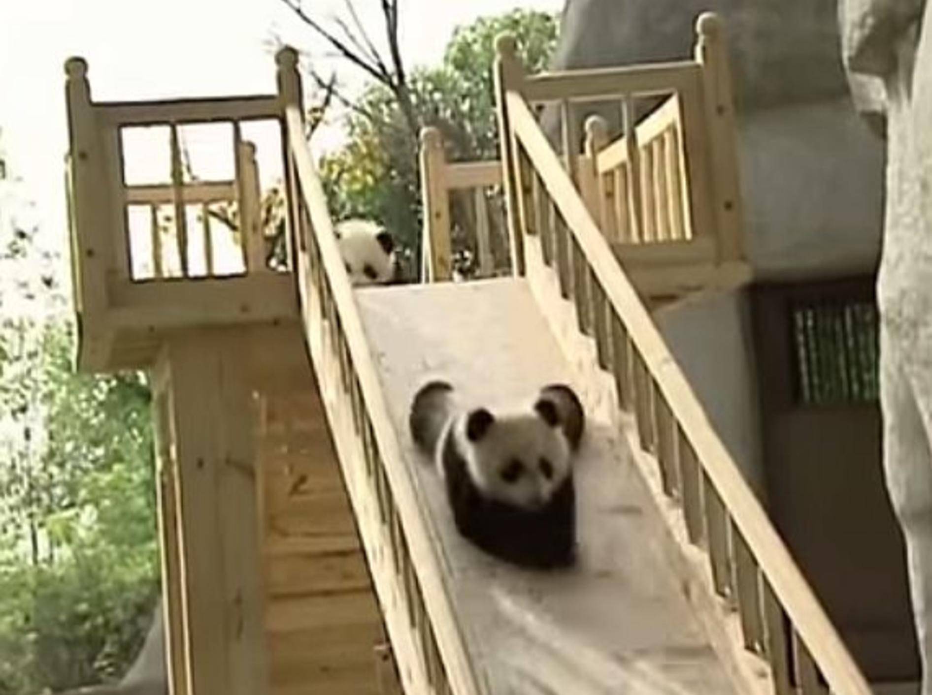 Babypandas gehen rutschen – Bild: Youtube / ronniemacaloni