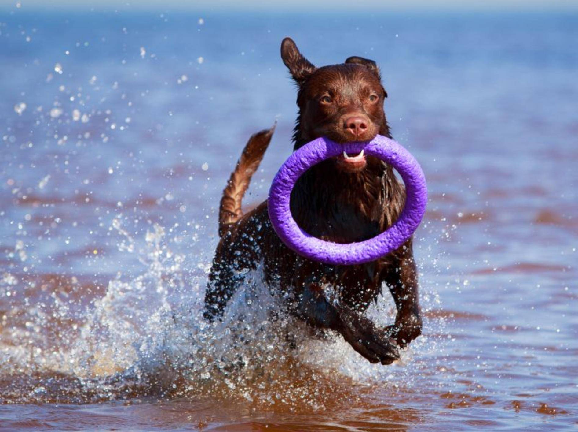 Apportieren macht den meisten Hunden Spaß – Bild: Shutterstock / DragoNika