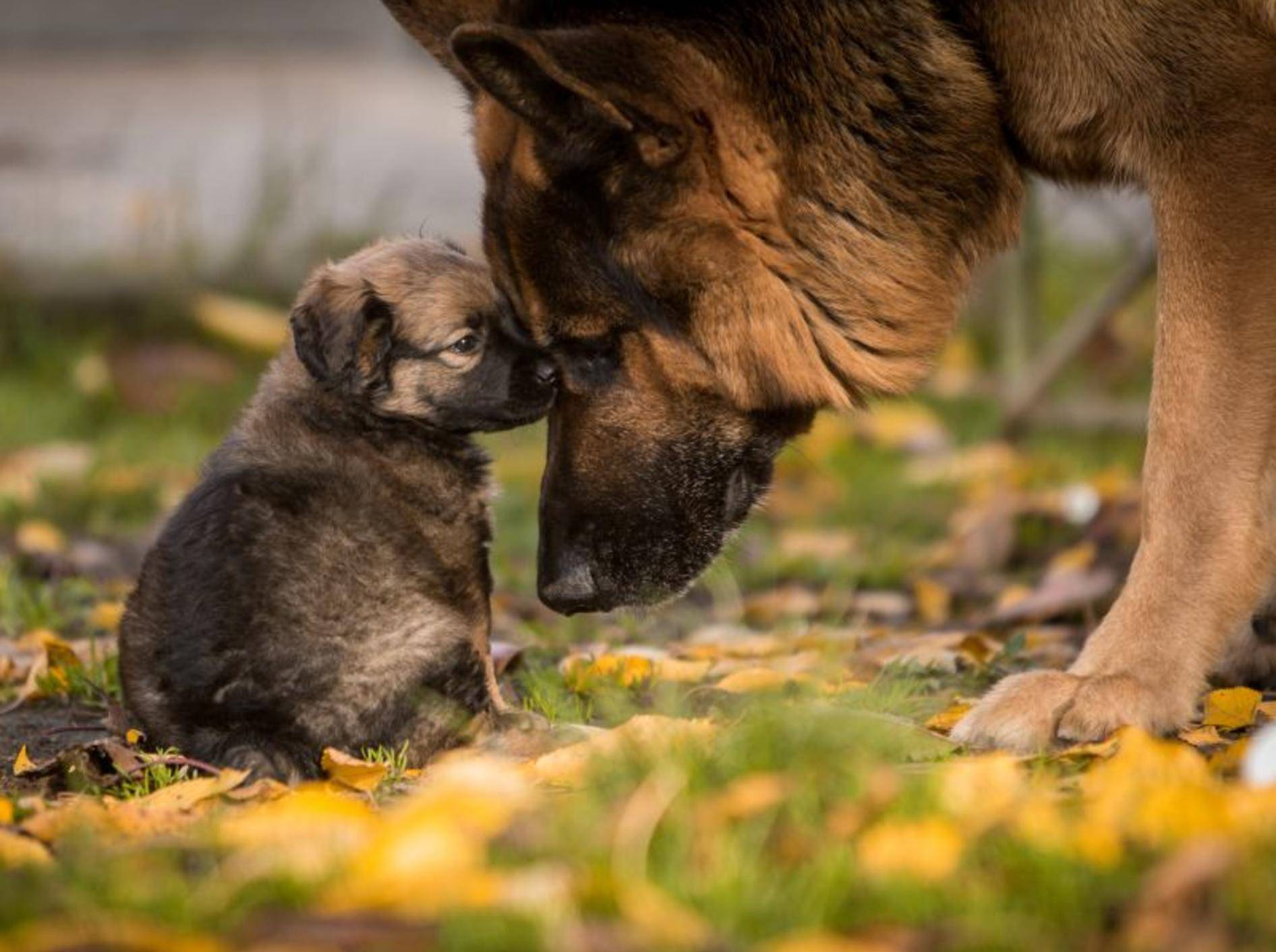 Die Grundlagen der Erziehung übernimmt die Hundemama – Bild: Shutterstock / Hysteria