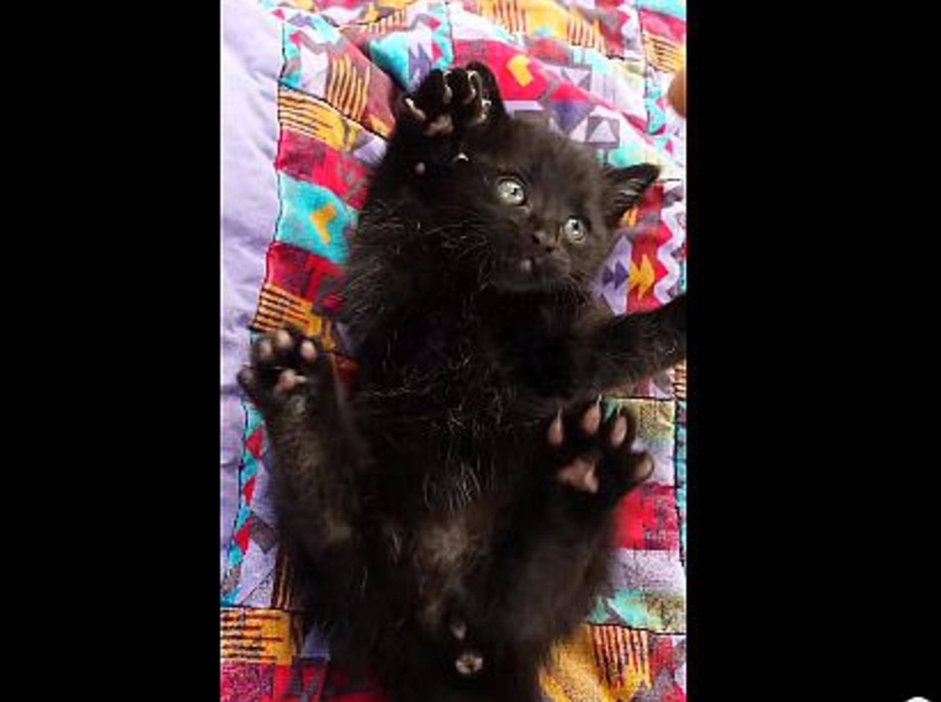 Schwarzes Katzenbaby beim Spielen: Vorsicht wild! – Bild: Youtube / quarterbaker