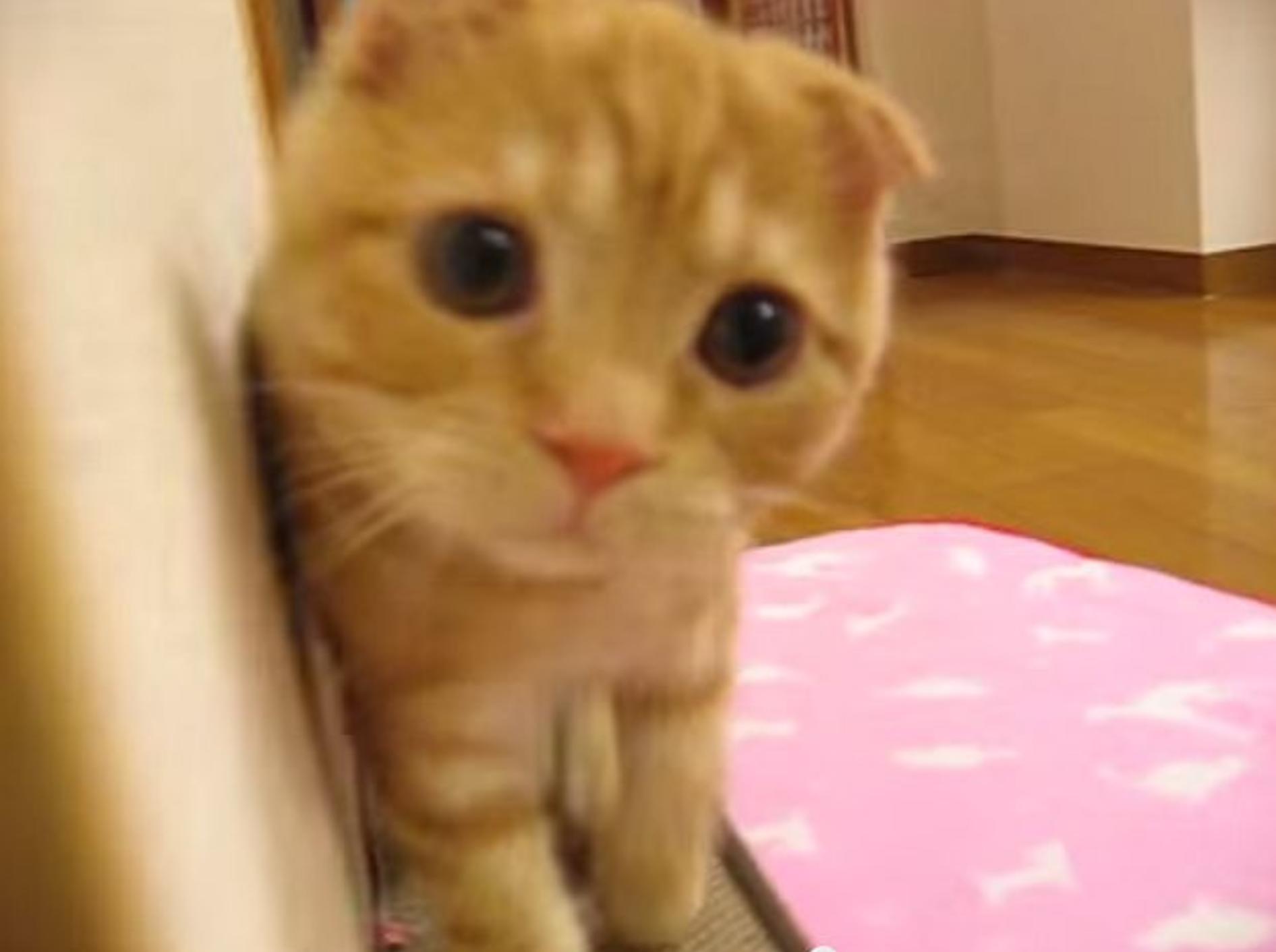 Süße Katze spielt Verstecken – Bild: Youtube / tomopi2003