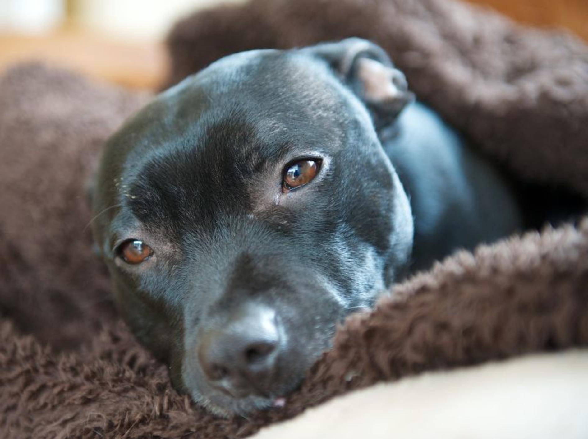 Gewusst wie: Mit guter Erziehung wird der Staffordshire Bullterrier ein braver Familienhund – Bild: Shutterstock / jjohnson2011