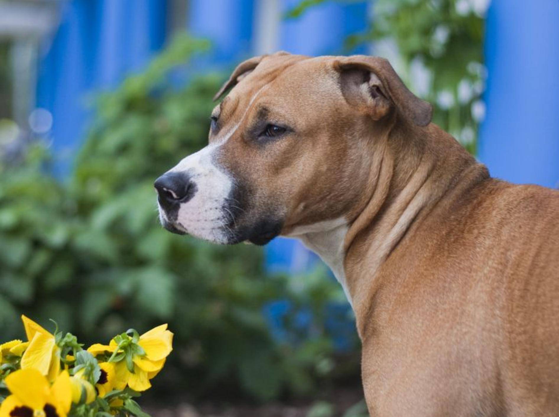 Die Erziehung eines Staffordhsire Terriers ist etwas für erfahrene Hundebesitzer – Bild: Shutterstock / Emil L