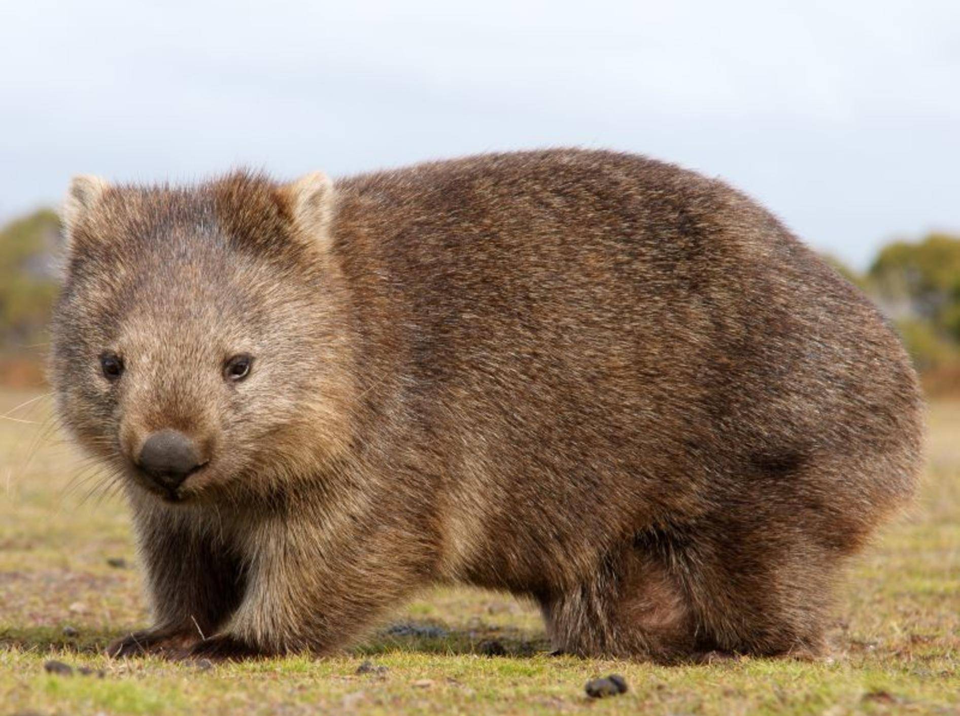 Bär oder Wombat? Dieser kleine Australien-Bewohner könnte beides sein – Bild: Shutterstock / Marco Tomasini