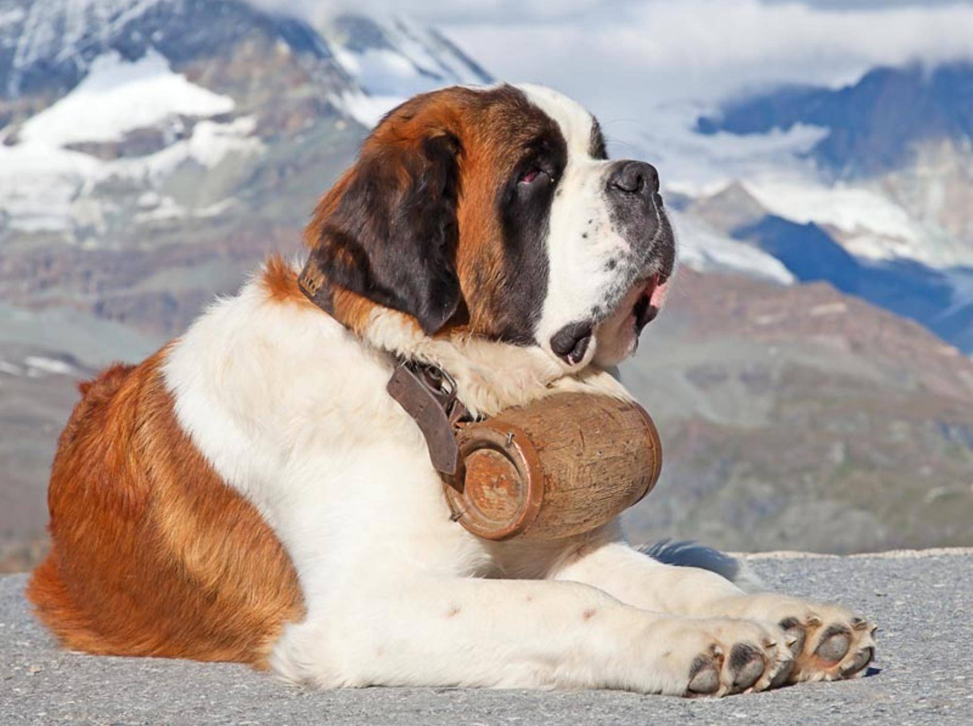 Der Berhardiner ist der Schweizer Nationalhund – Bild: Shutterstock / Fedor Selivanov