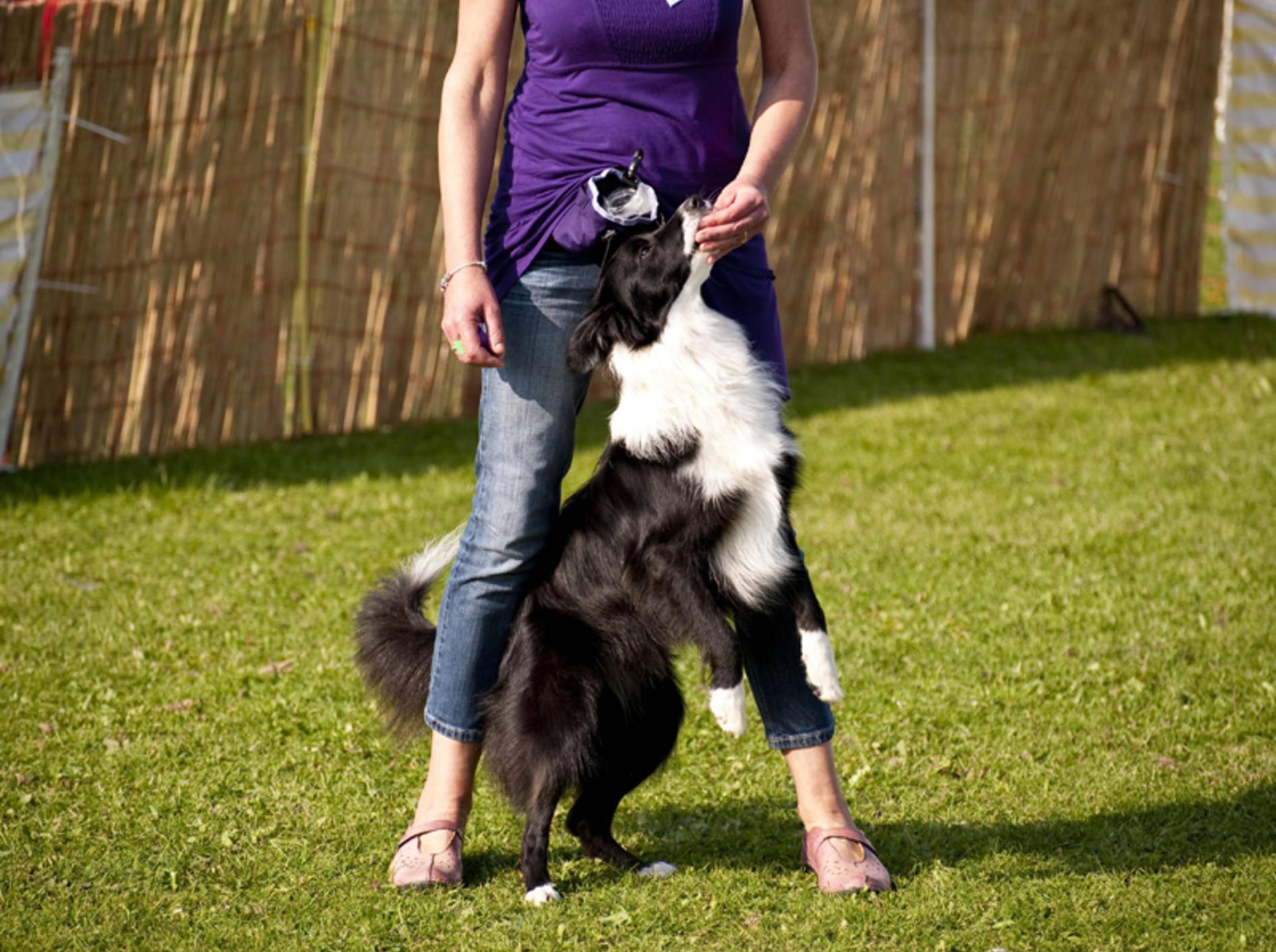 Dog Dancing ist eine Trainingsmethode für Hund und Mensch – Bild: Shutterstock / bluecrayola