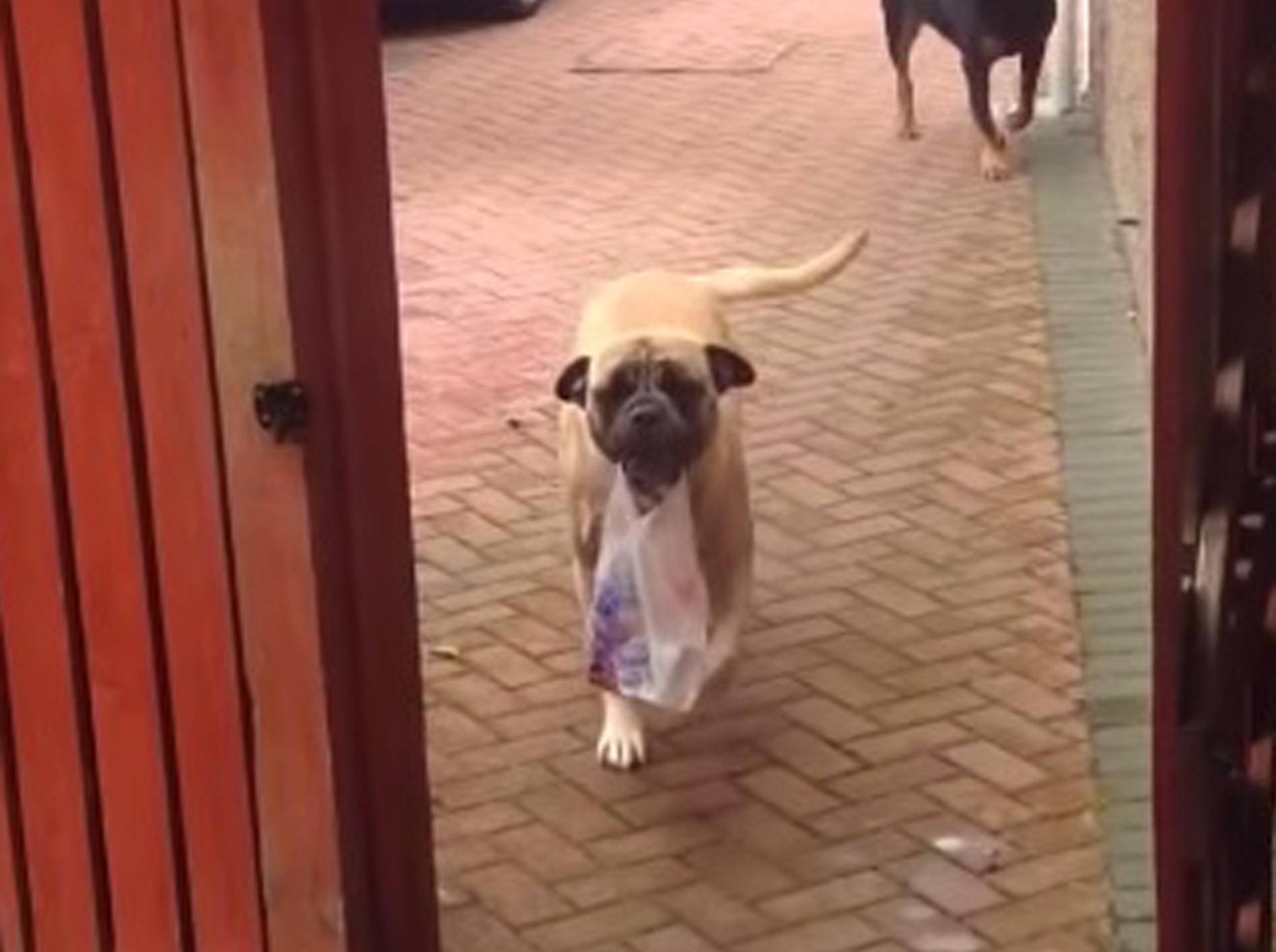 Lieber Hund trägt Einkäufe rein – Bild: Youtube / ViralHog