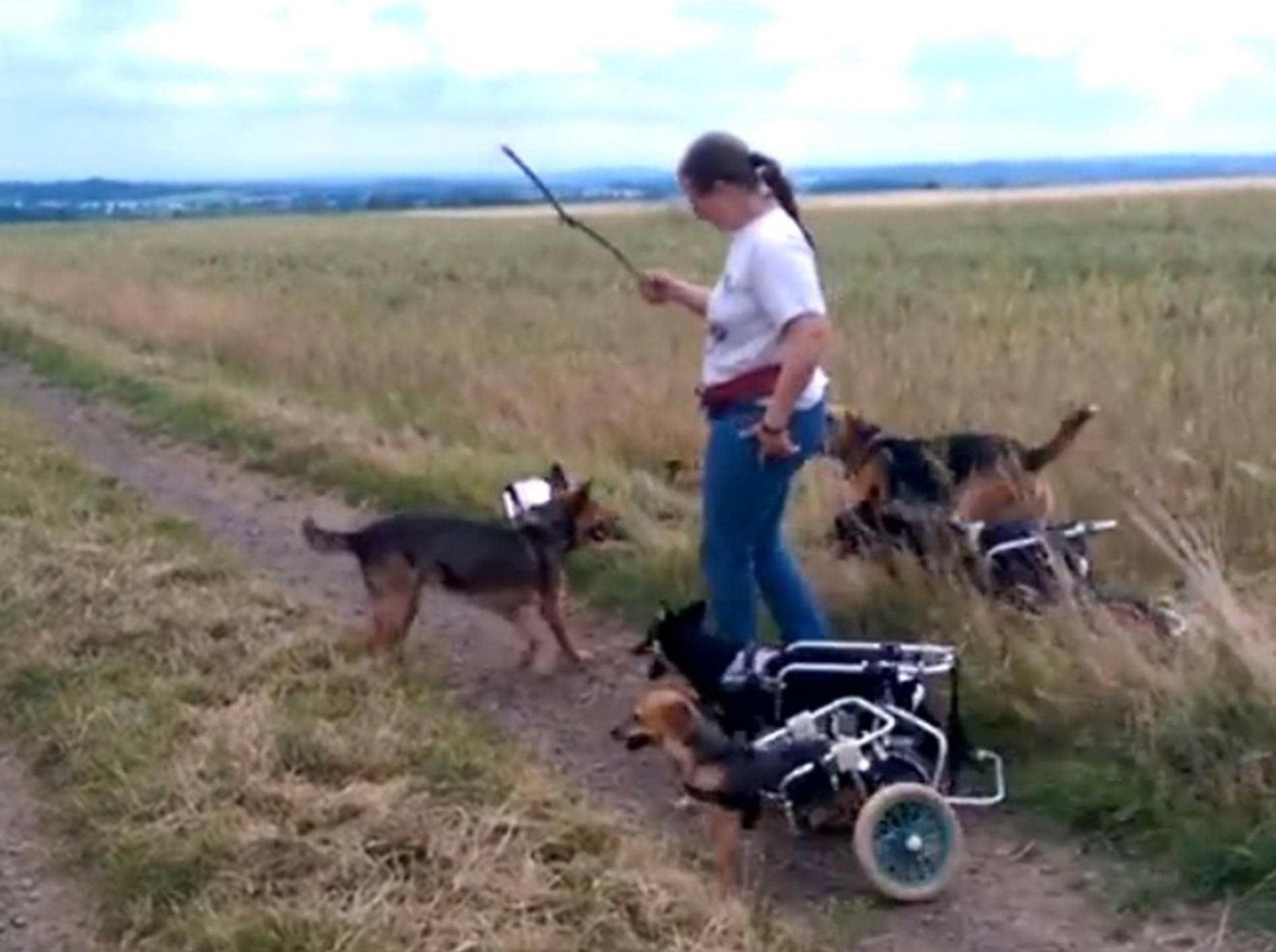 Süße Hunde mit Handicap spielen Stöckchenholen – Bild: Youtube / Gritta Goetz