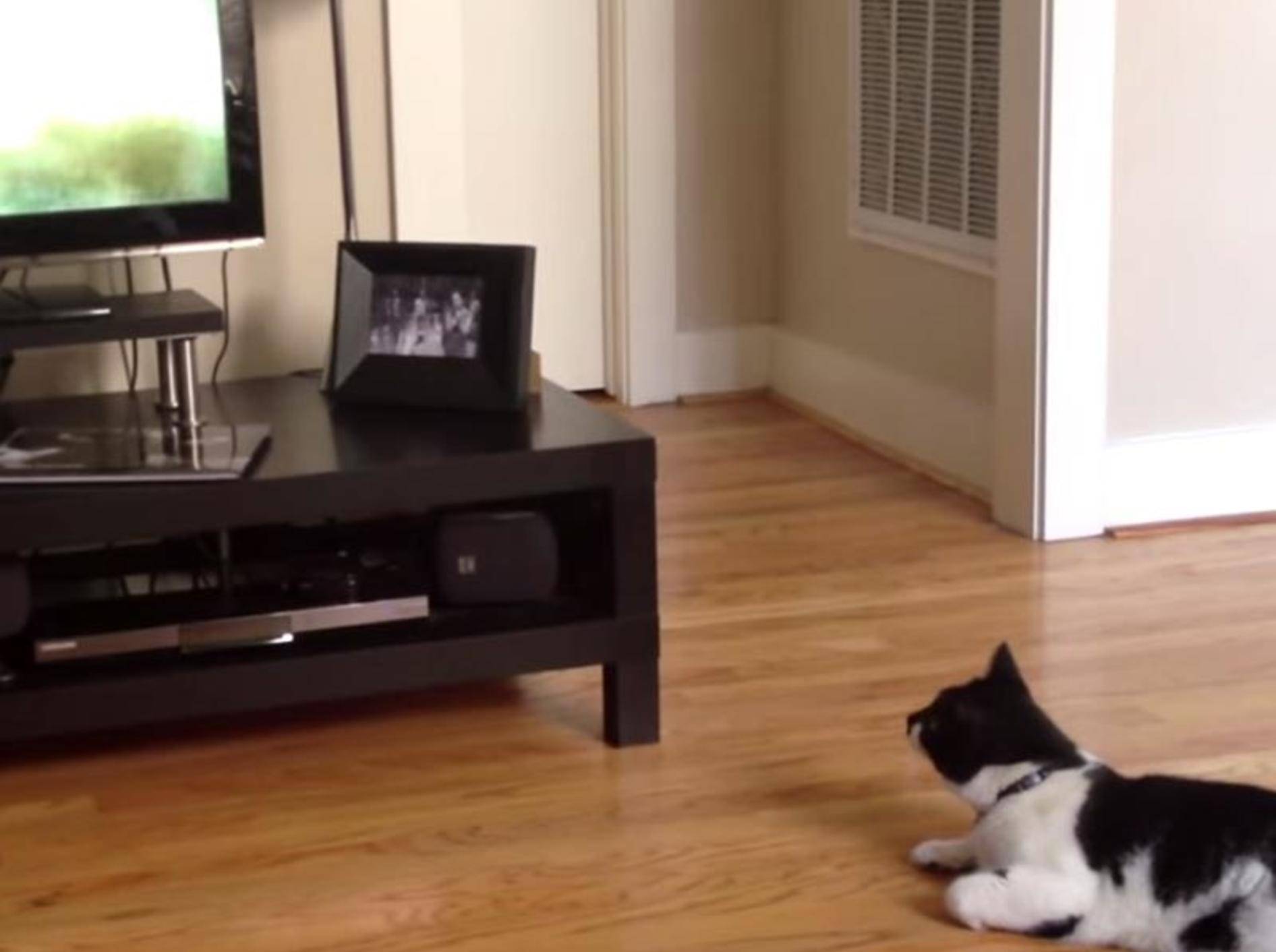 Süße Katze liebt Dokusendungen im TV – Bild: Youtube / CE54R