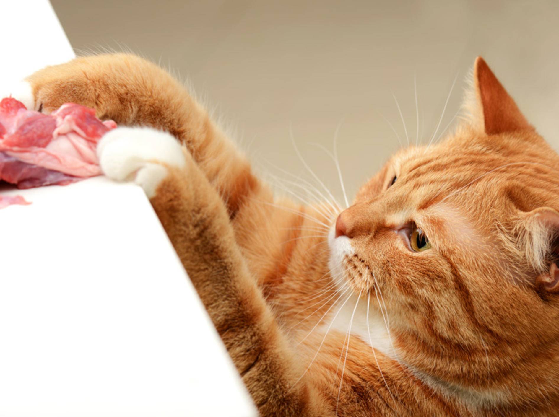Mit Geflügel lassen sich leckere Rezepte für Katzenfutter kochen – Bild: Shutterstock / Master L