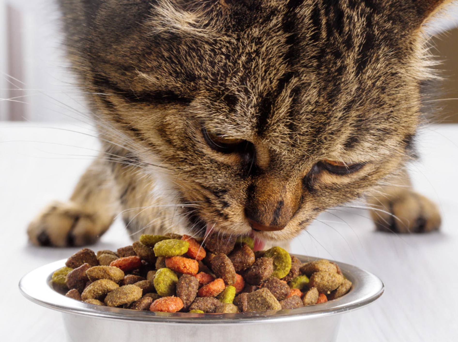 Что можно кошкам из еды. Еда для кошек. Кошка кушает. Еда для котиков. Корм для кошек.