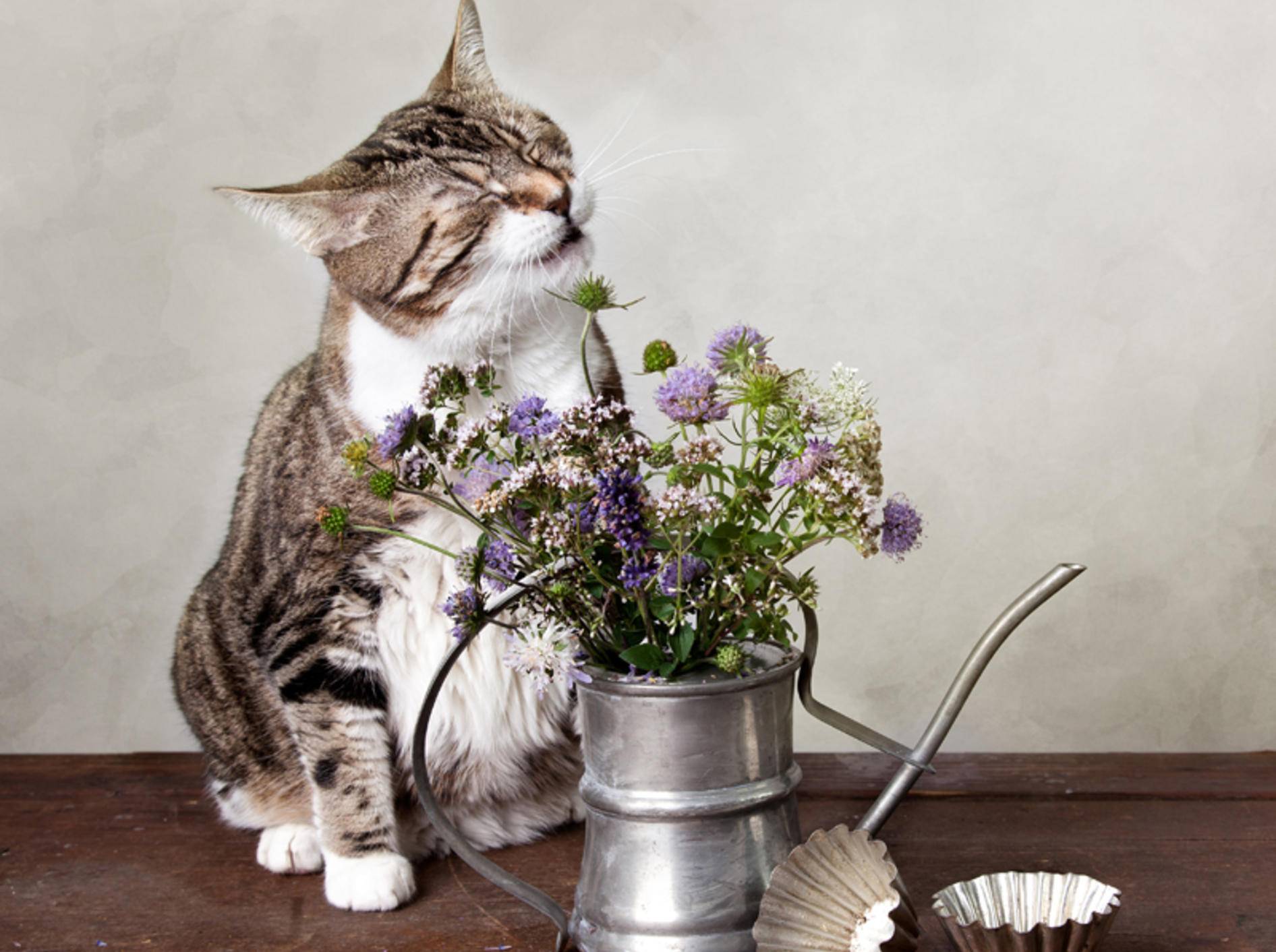 Eine Blume kann durchaus der Auslöser dafür sein, dass eine Katze niest – Bild: Shutterstock: Nailia Schwarz
