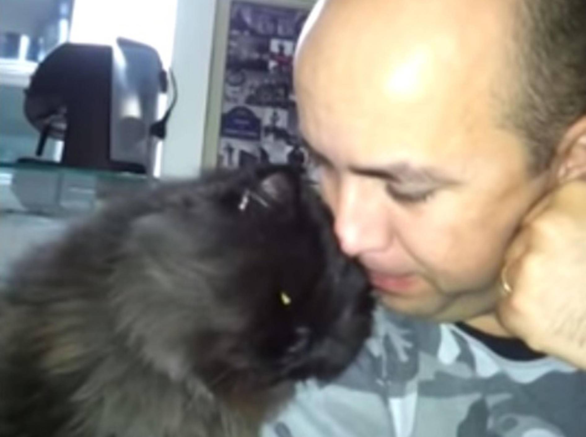 Flauschige Katze: "Ey, streichel mich!" – Bild: Youtube / RM Videos