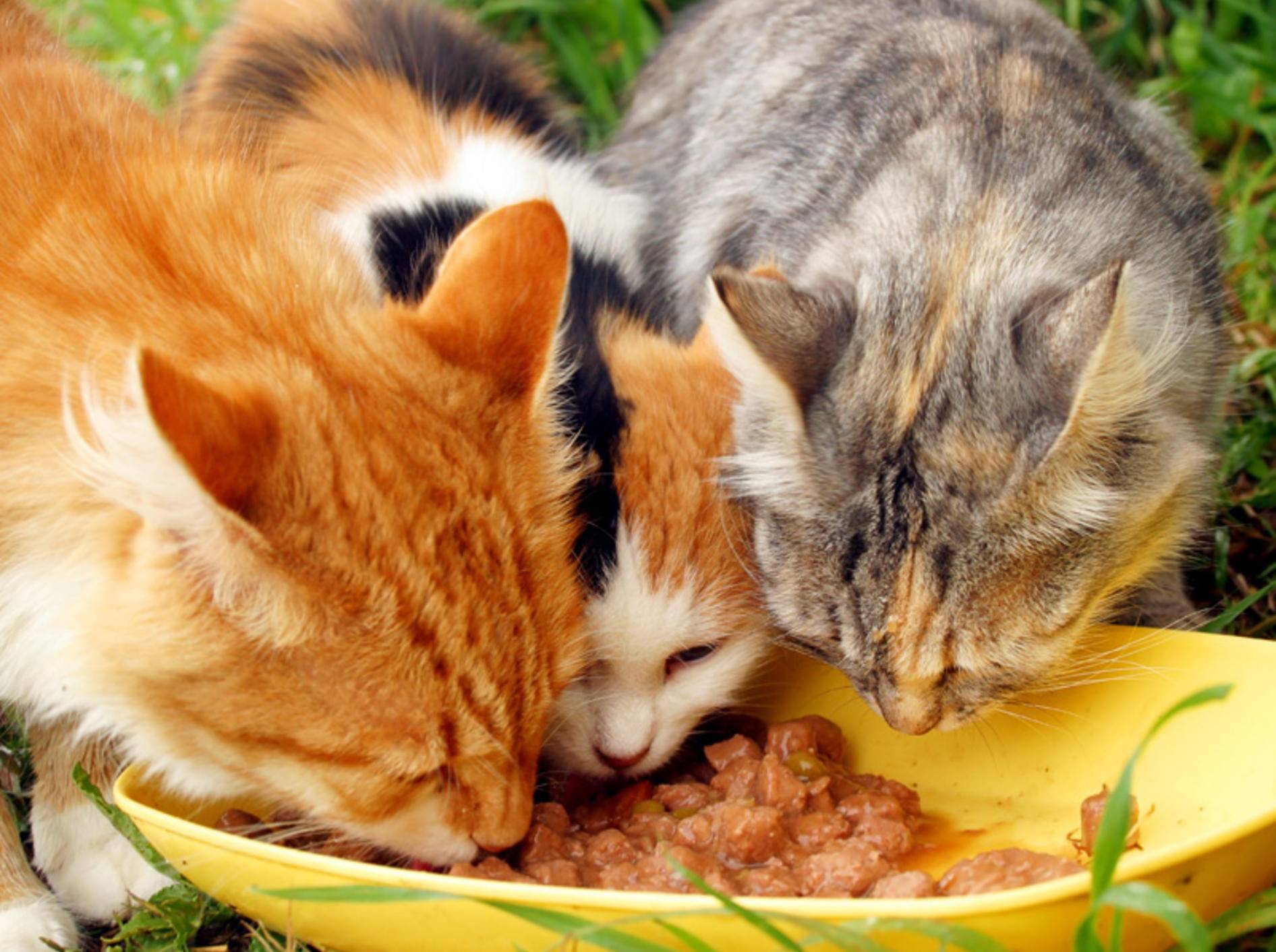 Fischrezepte eignen sich prima zum Selbermachen von Katzenfutter – Bild: Shutterstock / saiko3p