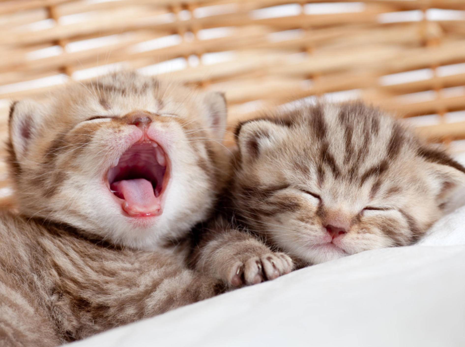 Katzenbabys von Hauskatzen gibt es beispielsweise im Tierheim – Bild: Shutterstock / Oksana Kuzmina