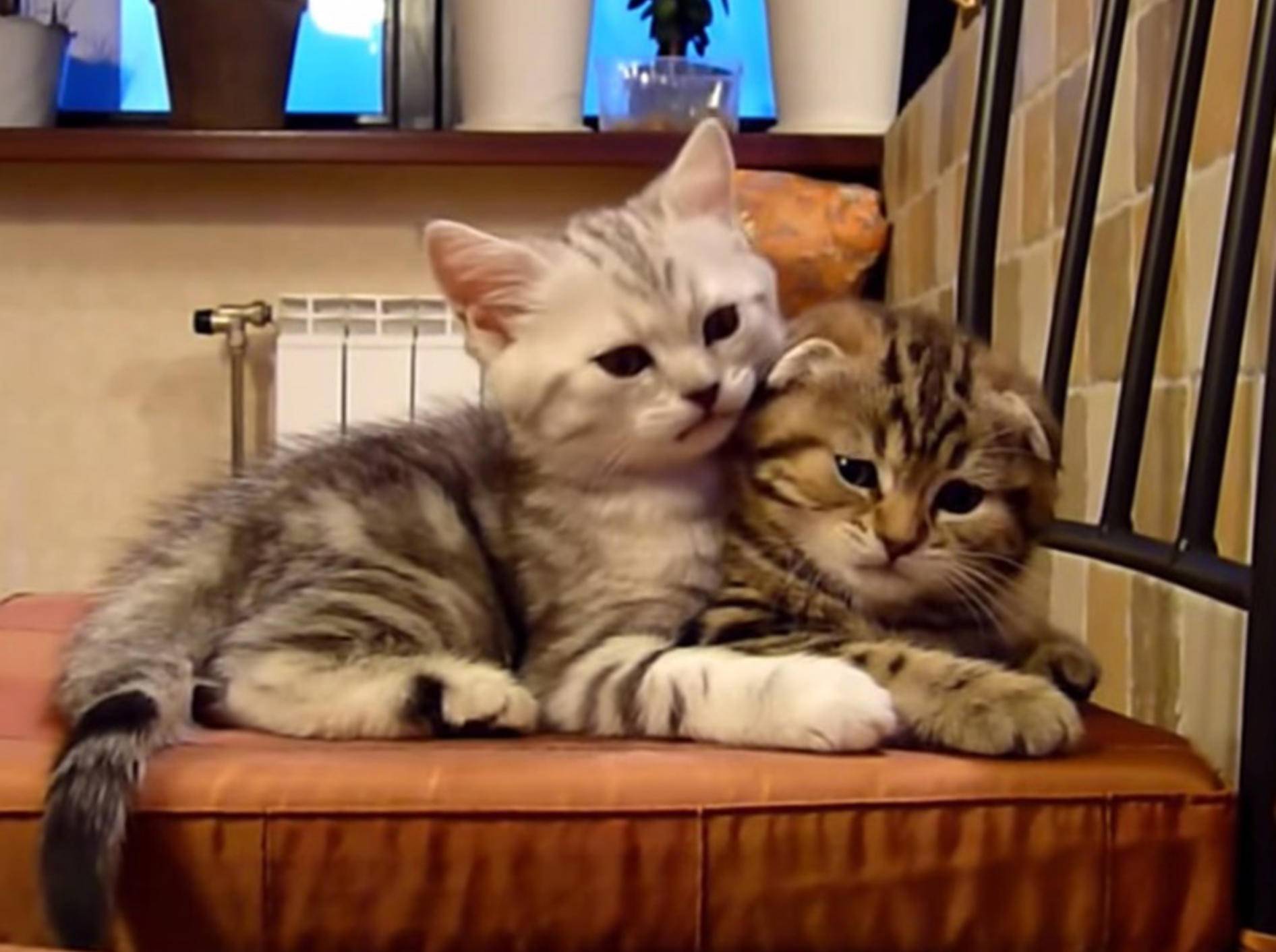 Zwei Kitten-Freunde haben sich lieb – Bild: Youtube / Funnycatsandnicefish