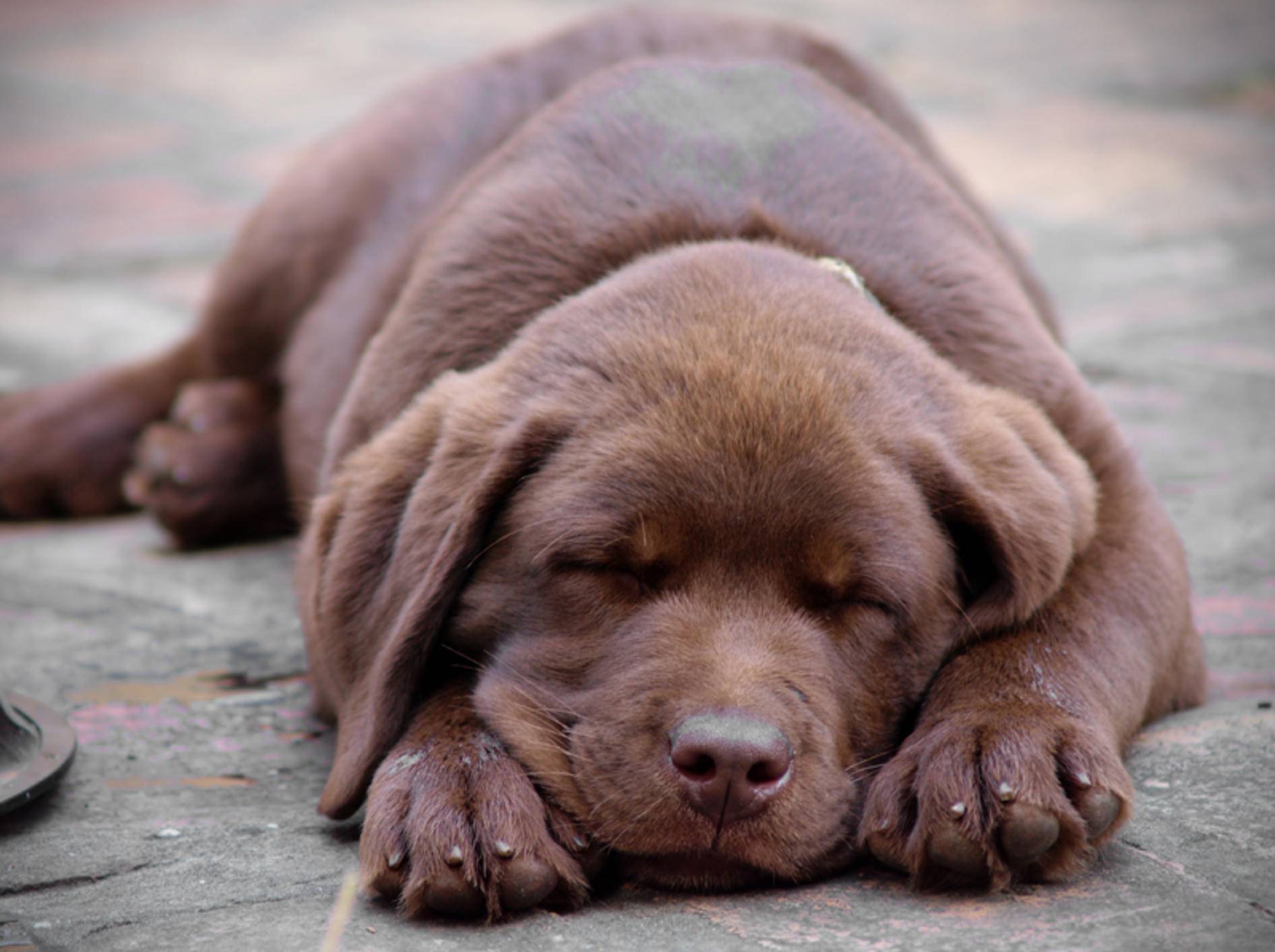 Wenn Sie konsequent bleiben, ist die Erziehung des Labradors relativ unkompliziert – Bild: Shutterstock / Zeljko Radojko