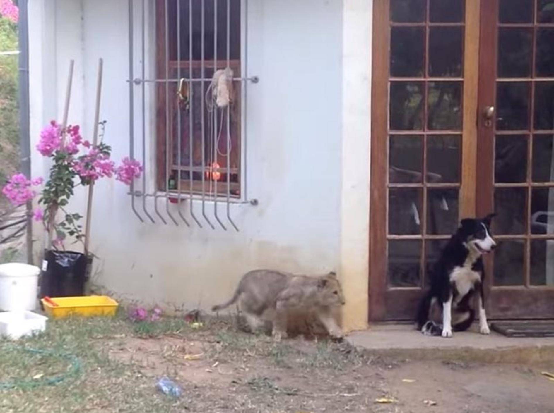Verspieltes Löwenbaby erschreckt Hunde – Bild: Youtube / Shaun Swingler
