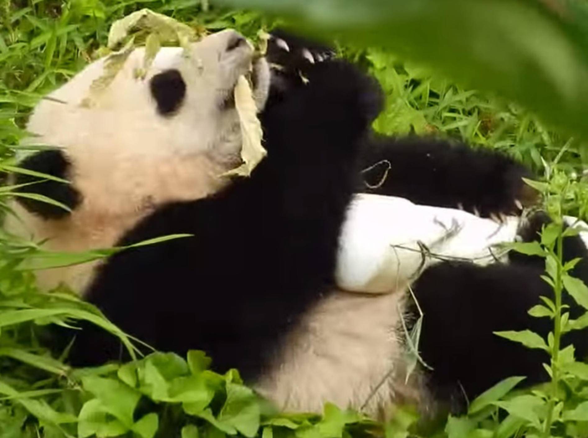 Süßes Pandababy kugelt sich vor Spaß – Bild: Youtube / Pandamonium